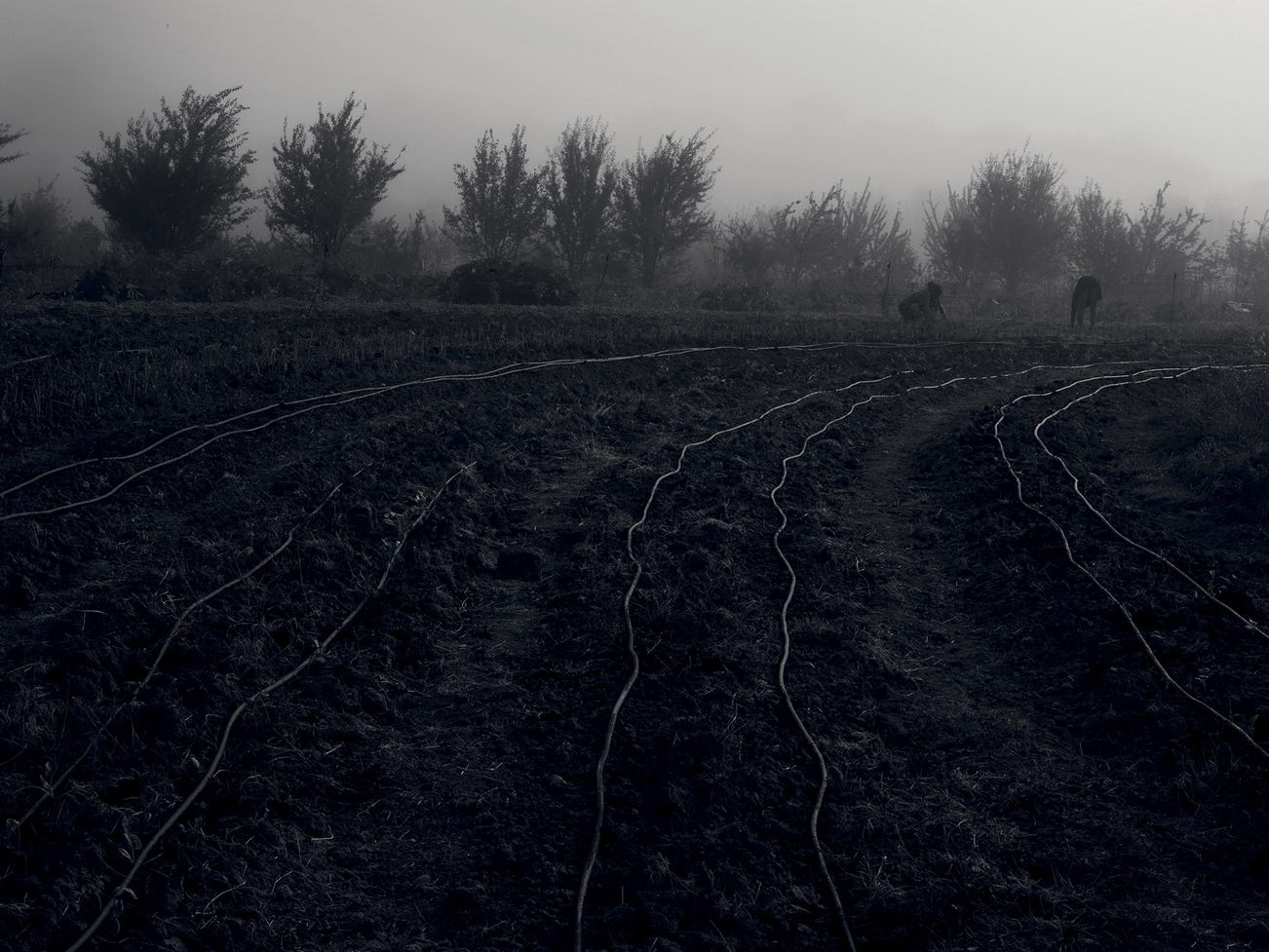 <b>DENIS PIEL<i> </i></b><i>Down To Earth No.1</i>, 2013