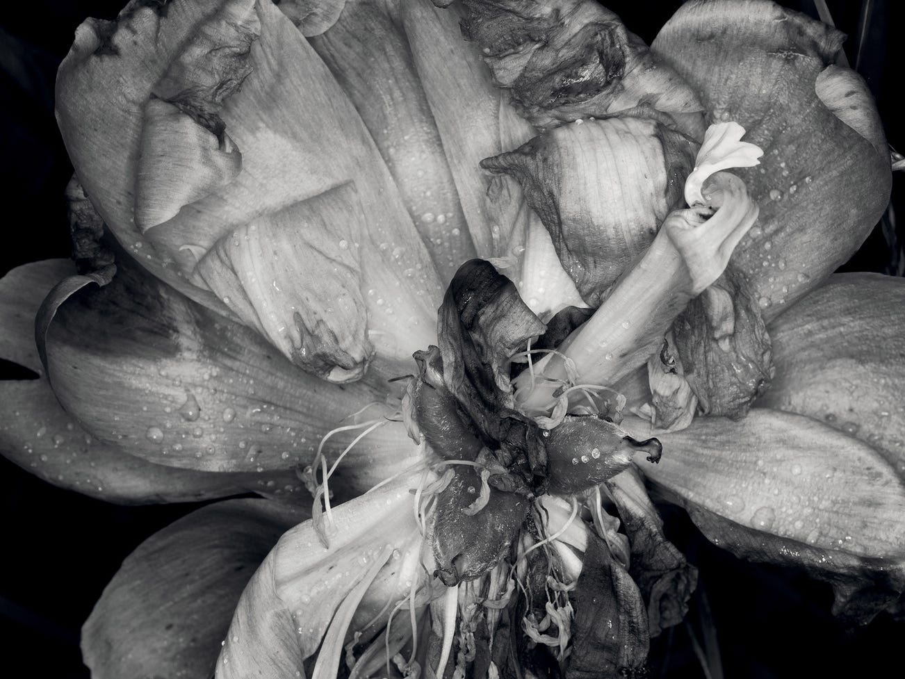 <b>DENIS PIEL </b><i>Down To Earth&nbsp; No. 45</i>, 2013