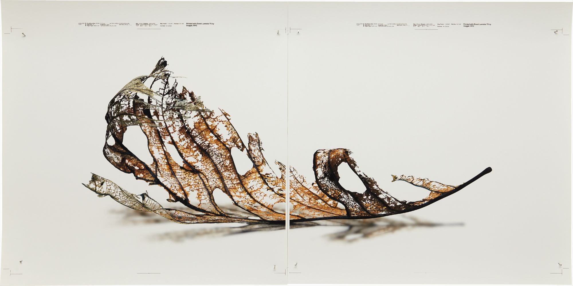Doug Starn and Mike Starn: Works for Sale, Upcoming Auctions