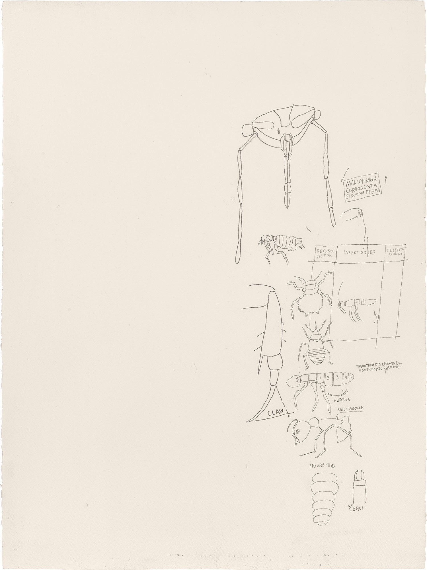 Untitled (Insect Order)
