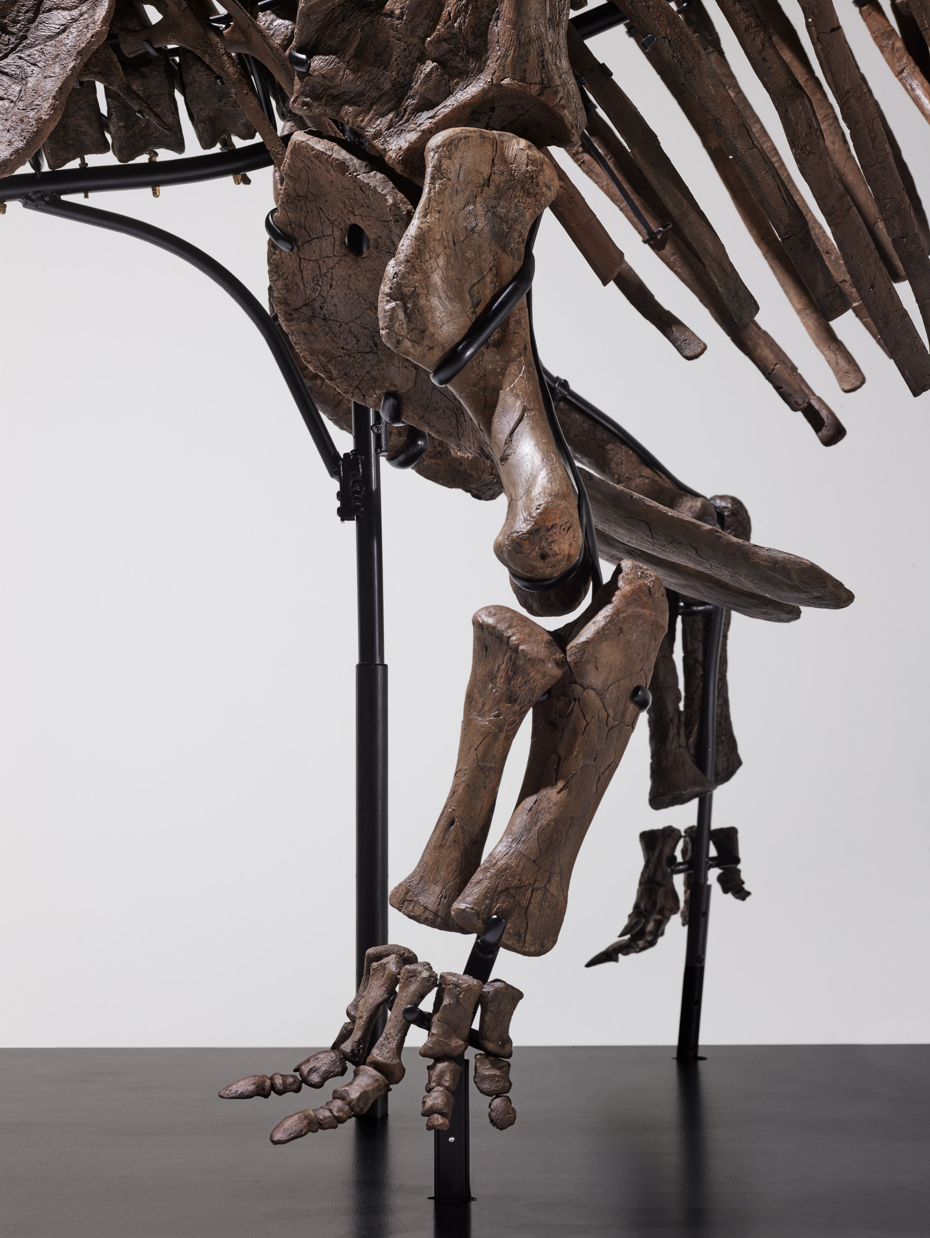 CERA - Juvenile Triceratops Skeleton The Most Complete Juvenile