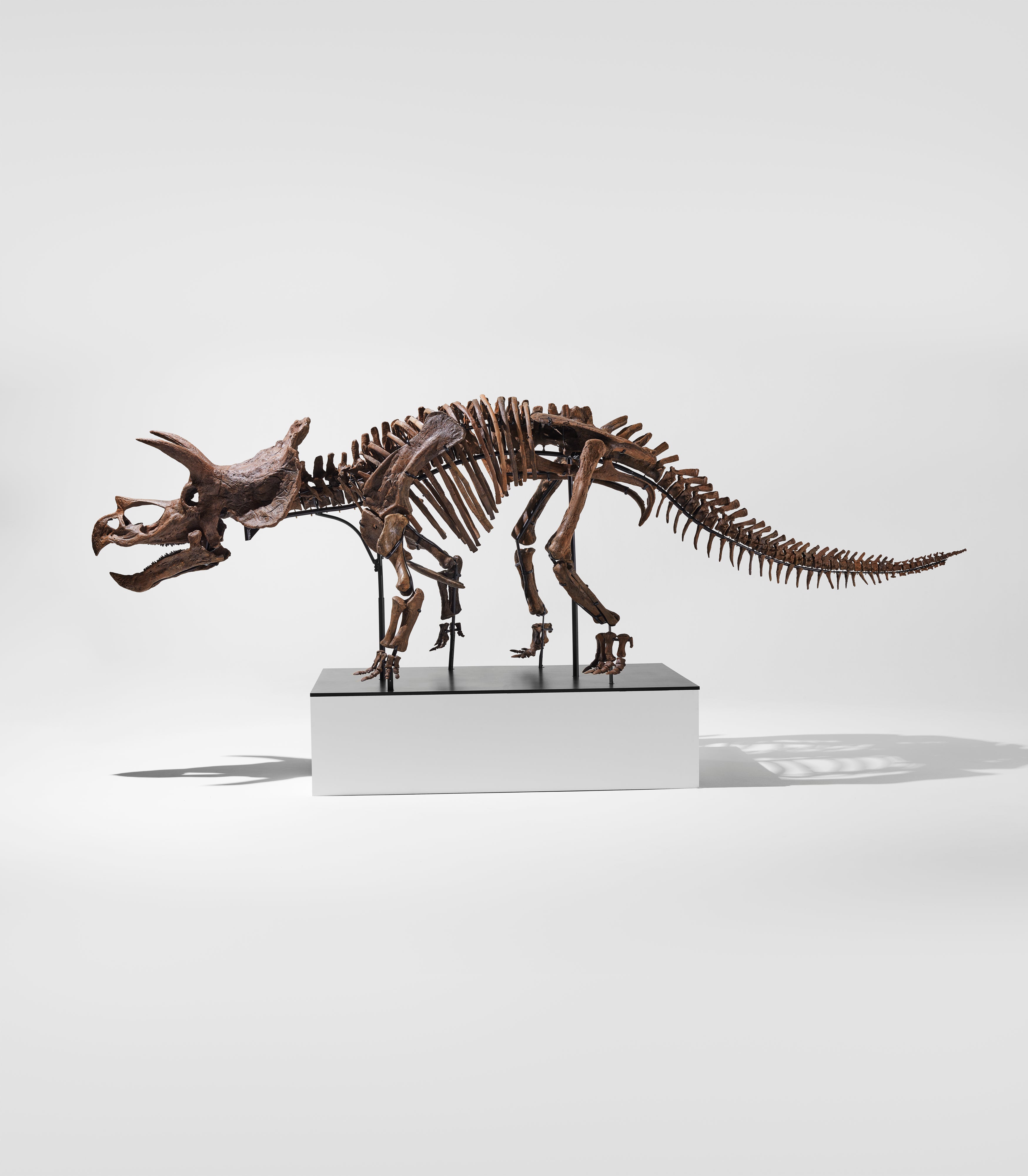 CERA - Juvenile Triceratops Skeleton The Most Complete Juvenile
