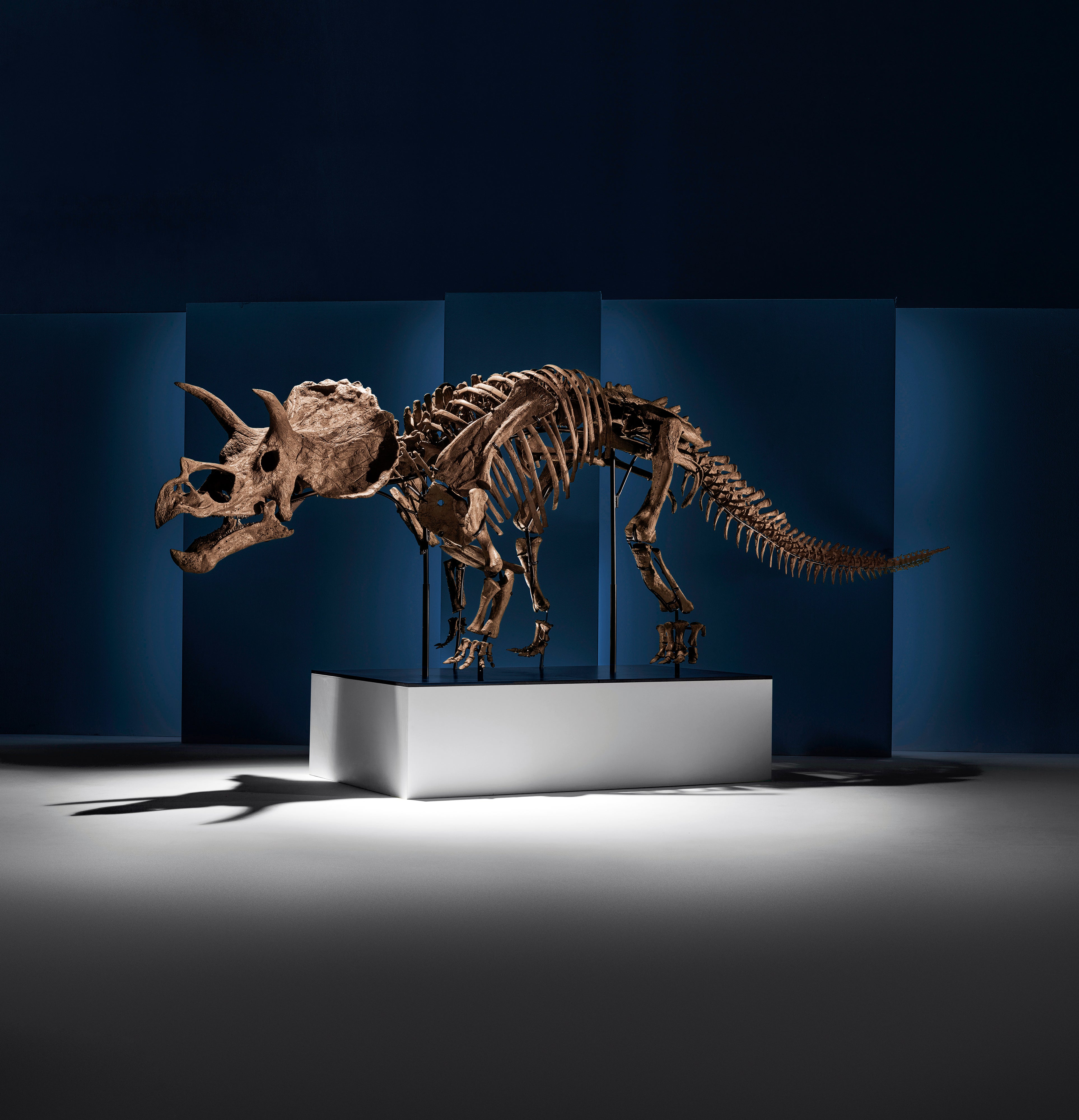 邦楽 THE GREAT SKELETON'S ~ / TRICERATOPS LP Rare Complete Triceratops Skeleton Snags $5.5 Million at Auction