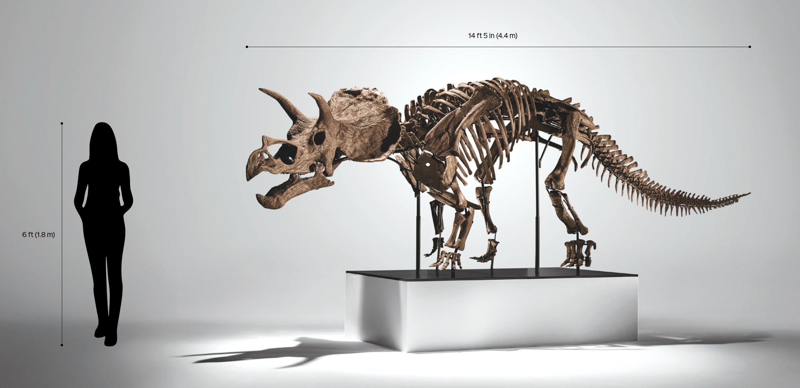 邦楽 THE GREAT SKELETON'S ~ / TRICERATOPS LP Trey the Triceratops | Stories | JOOPITER