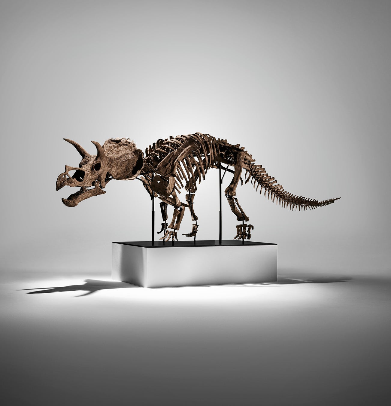 <p><strong>COMPLETE JUVENILE TRICERATOPS SKELETON&nbsp;</strong></p>
