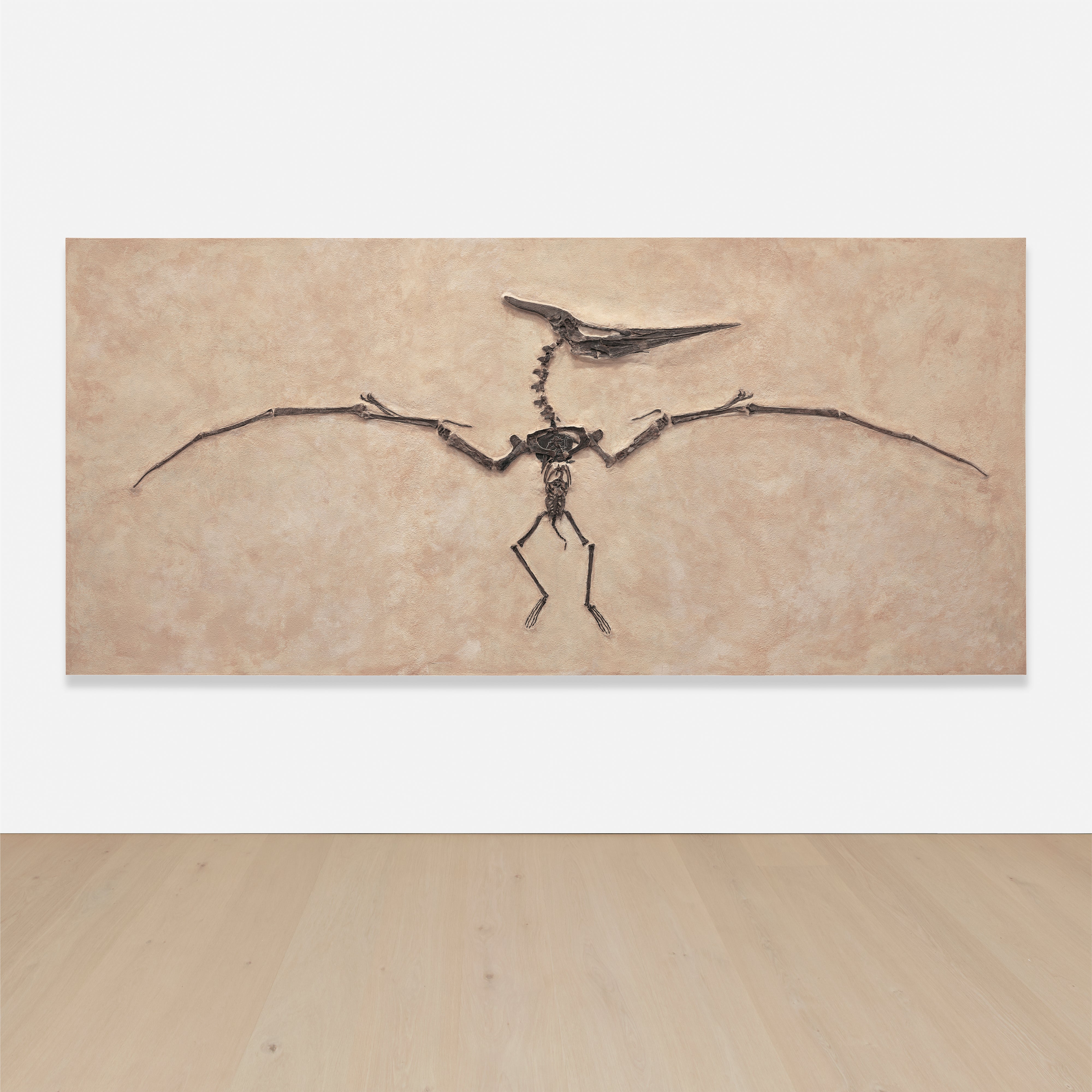 King Ghidorah A very fine subadult Pteranodon Out of This World