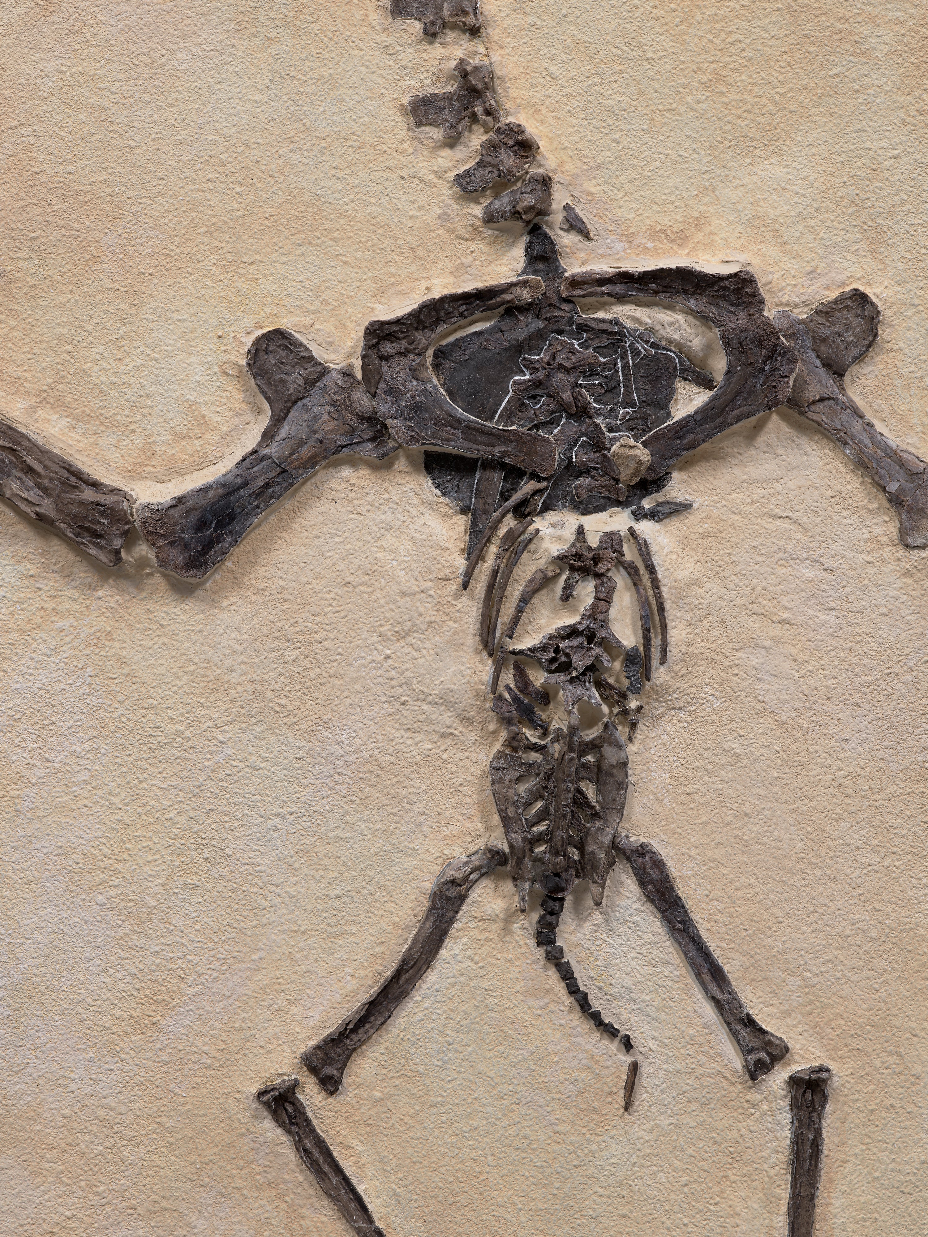 King Ghidorah A very fine subadult Pteranodon Out of This World