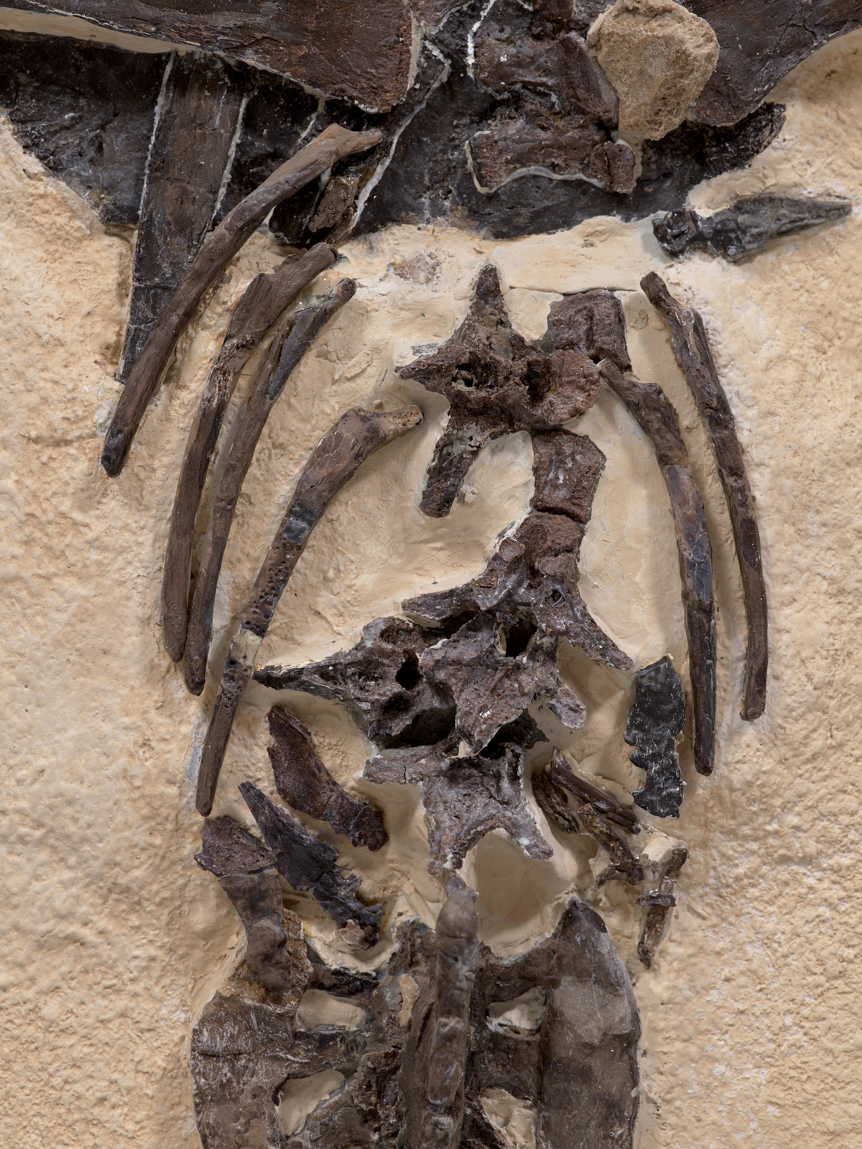 King Ghidorah A very fine subadult Pteranodon Out of This World