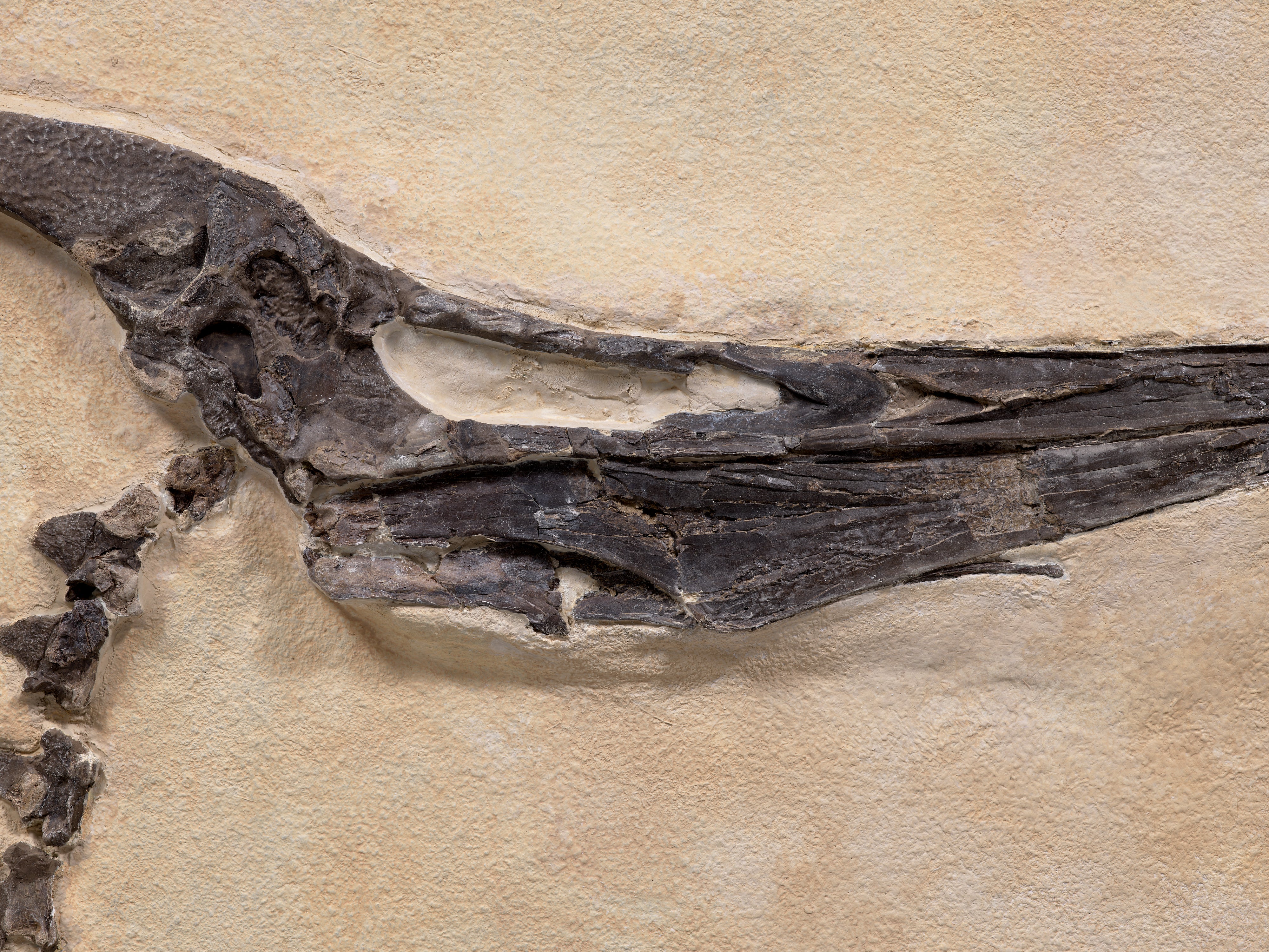 King Ghidorah A very fine subadult Pteranodon Out of This World