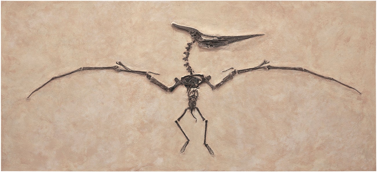 <p><strong>PTERANODON</strong> <em>ca. 75 million years</em></p>
