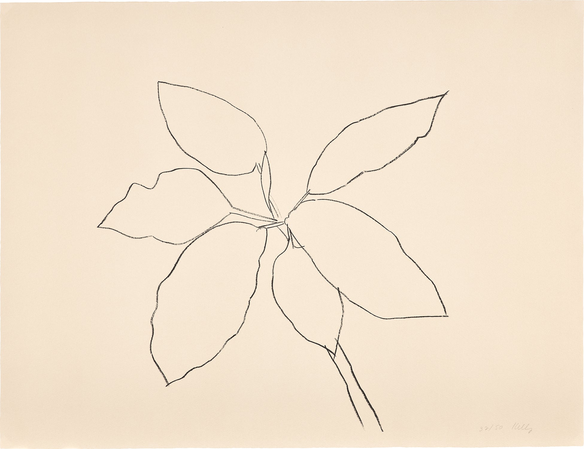 St. Martin Tropical Plant, from Eight Lithographs to Benefit the Foundation for Contemporary Performance Arts, Inc. (G. 957, A. 192)