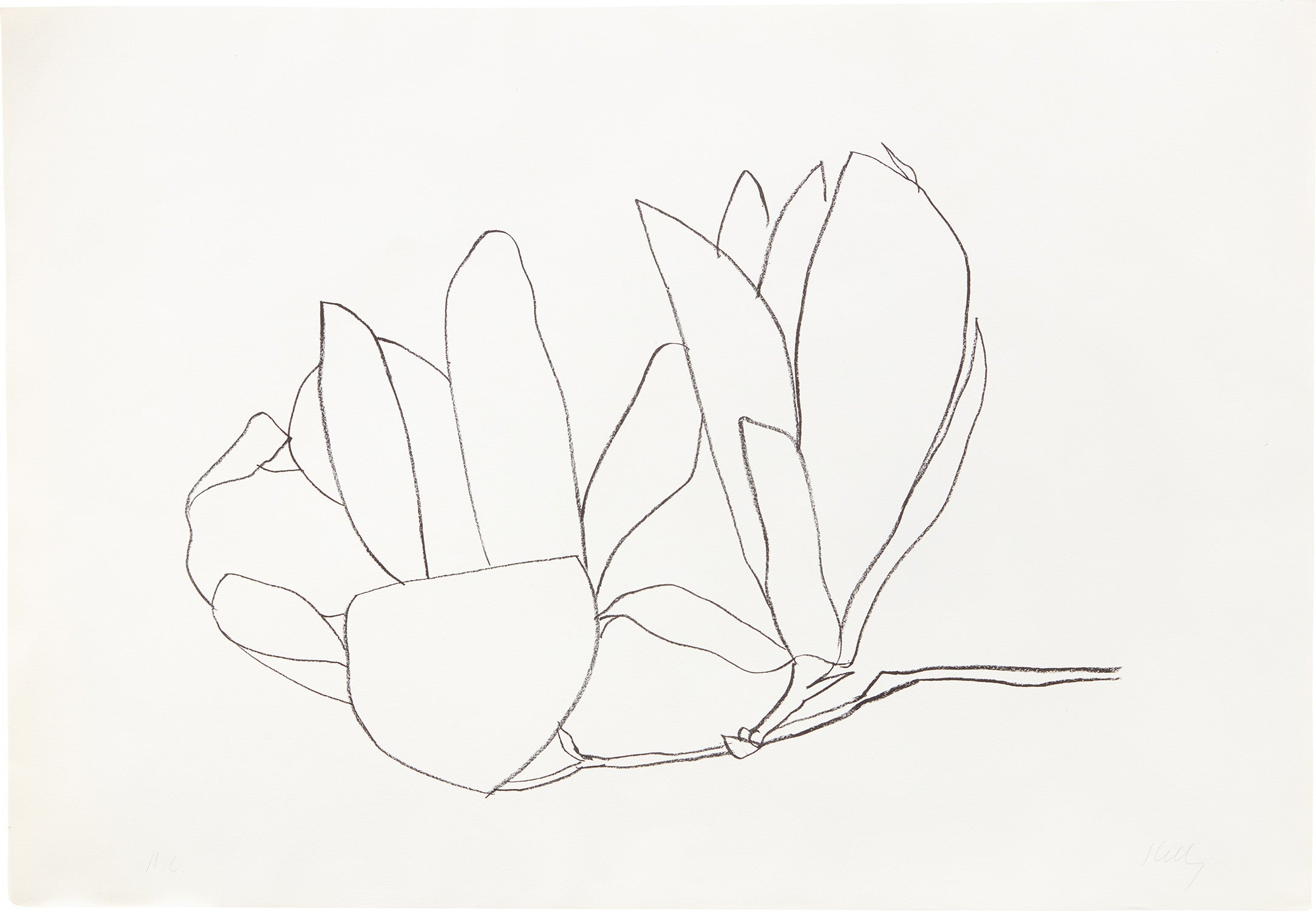Magnolia (A. 56)