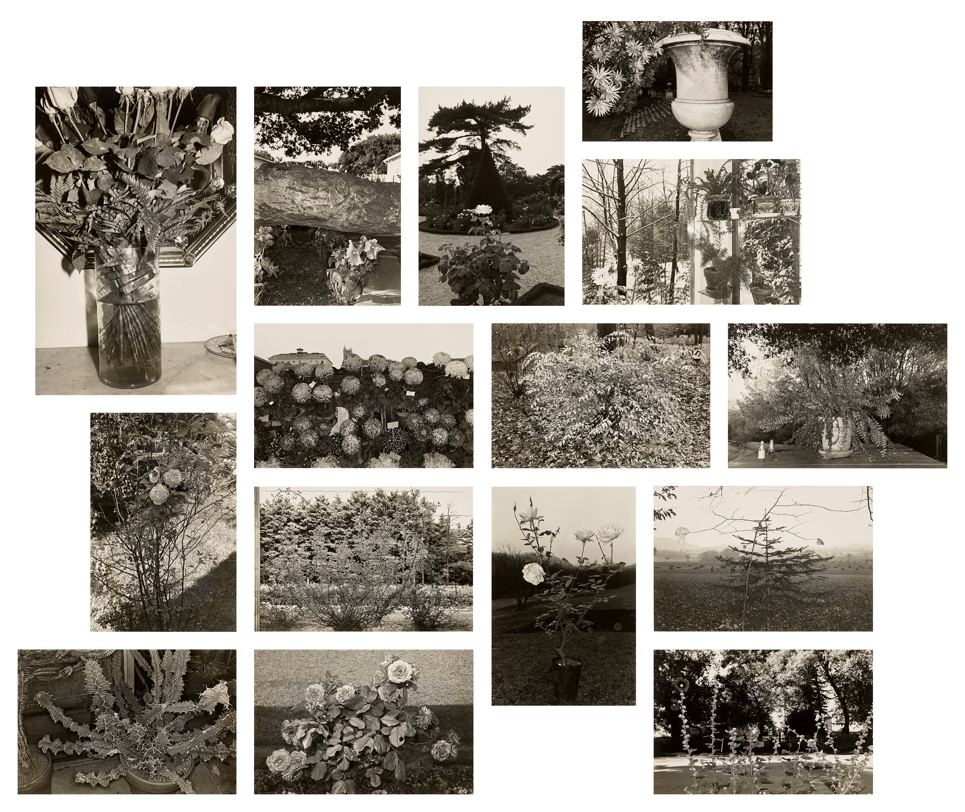 Lee Friedlander: Works for Sale, Upcoming Auctions & Past Results