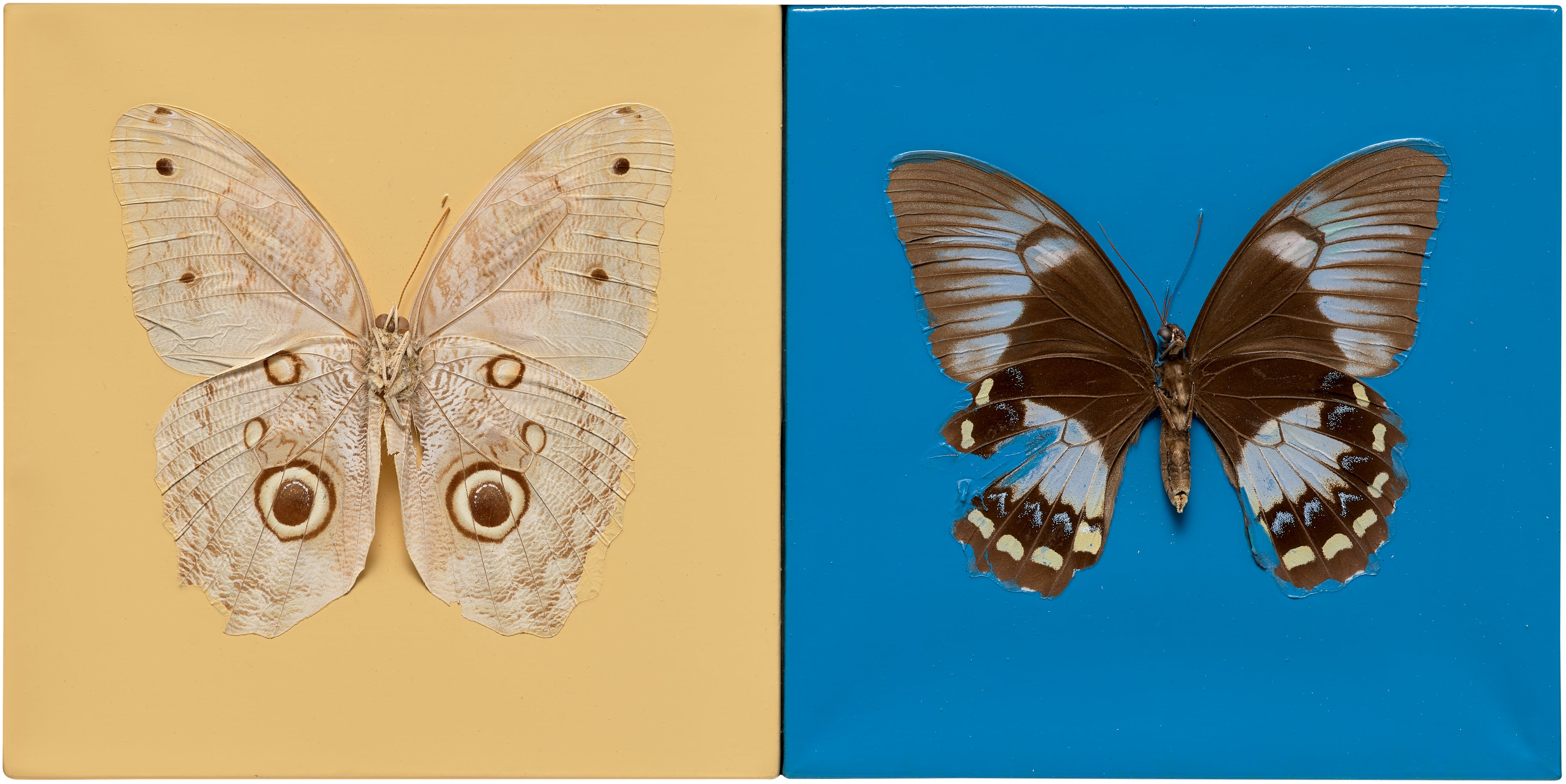 Damien Hirst Editions & Works on Paper