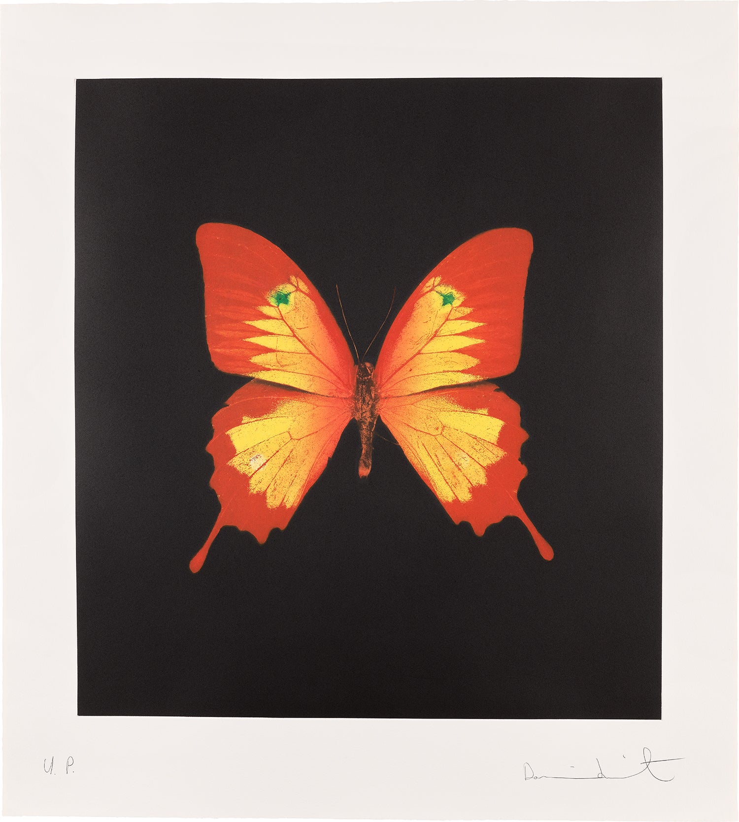 Red, Yellow Swallowtail and Green Spots