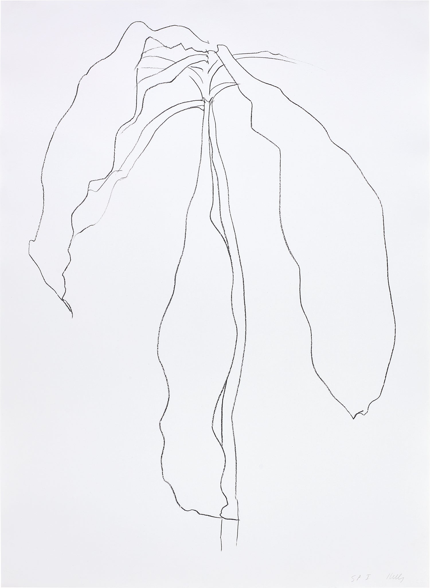 Dracena II (G. 1208, A. 213)