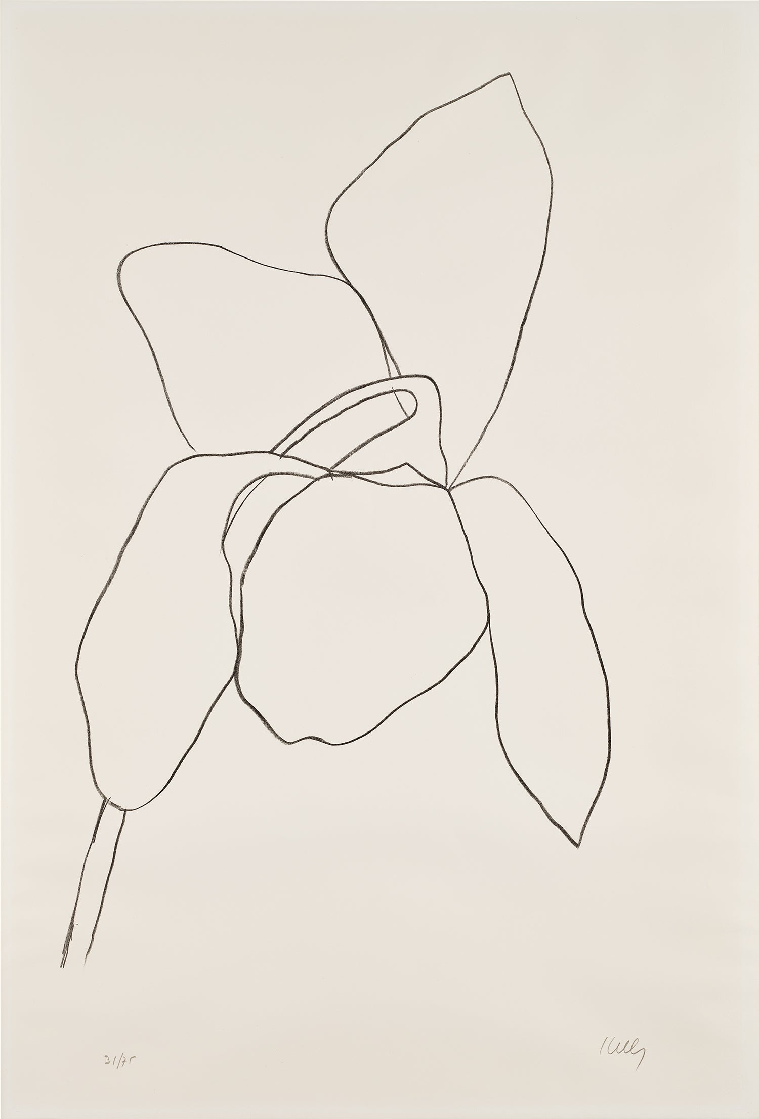 Cyclamen I, from Suite of Plant Lithographs (A. 36)