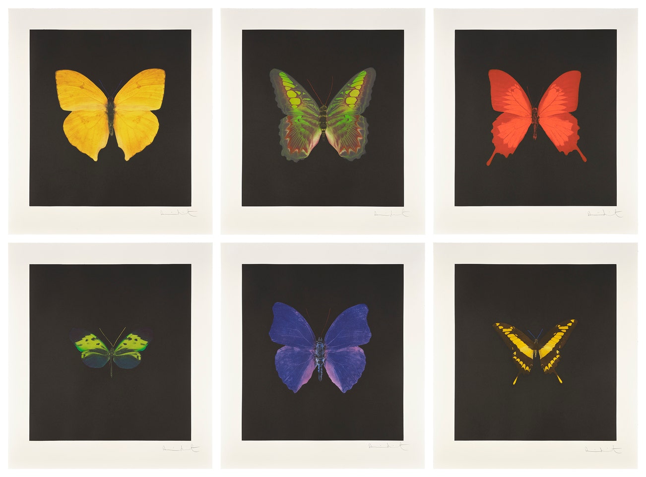 <p><strong>DAMIEN HIRST</strong> <em>The Souls on Jacob&rsquo;s Ladder Take Their Flight,</em> $80,000&ndash;120,000</p>

