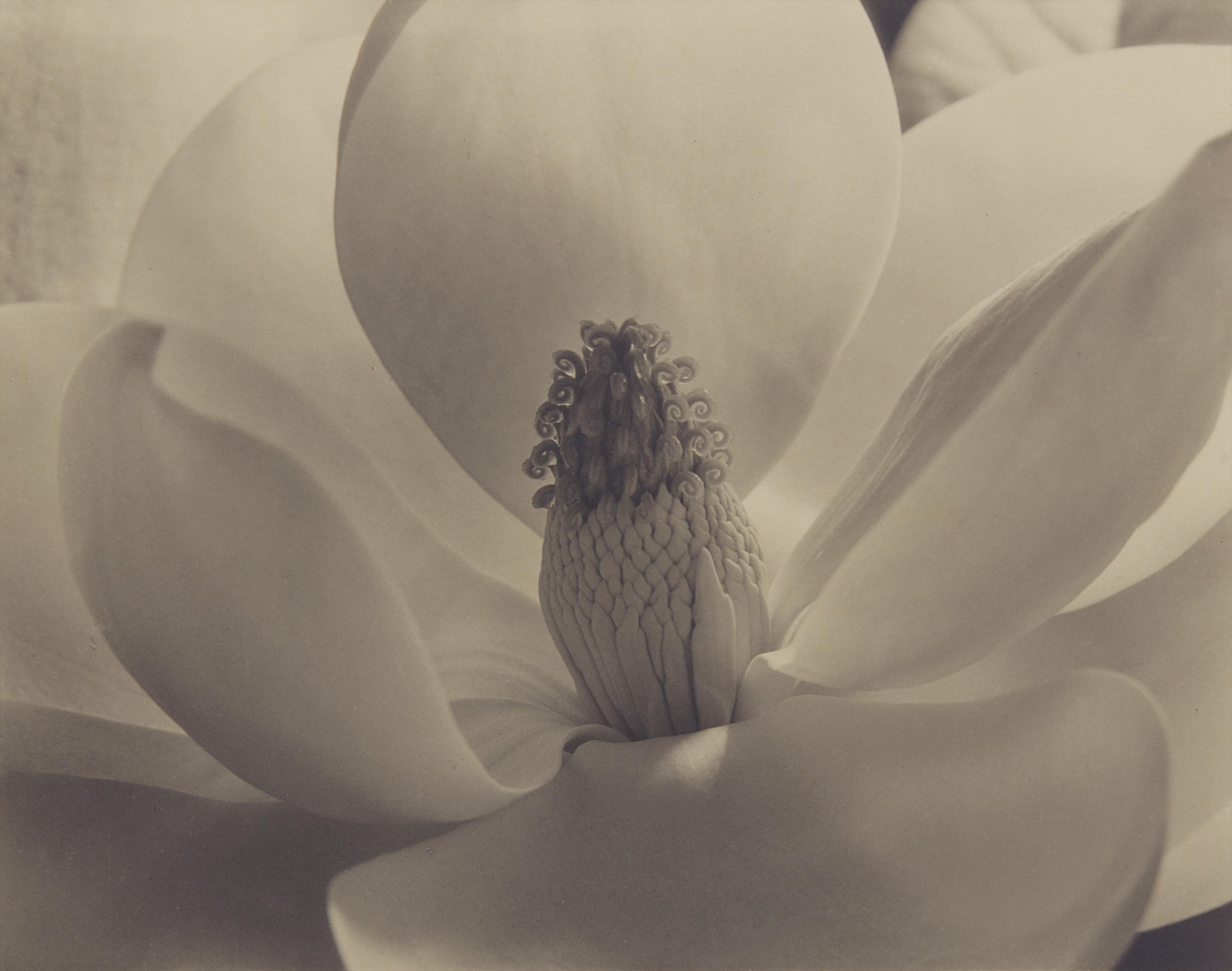 Imogen Cunningham The Odyssey of Collecting: Photographs from Joy