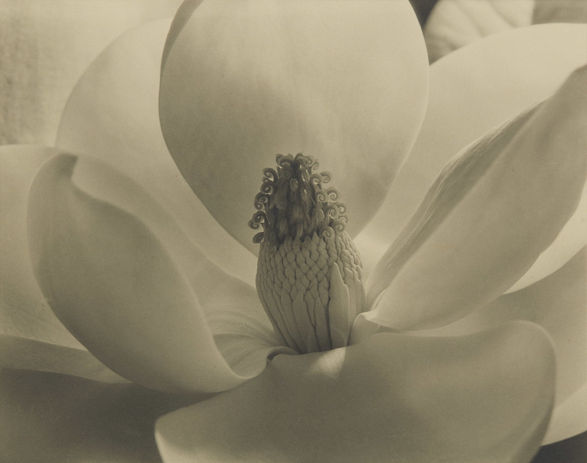 Imogen Cunningham The Odyssey of Collecting: Photographs from Joy