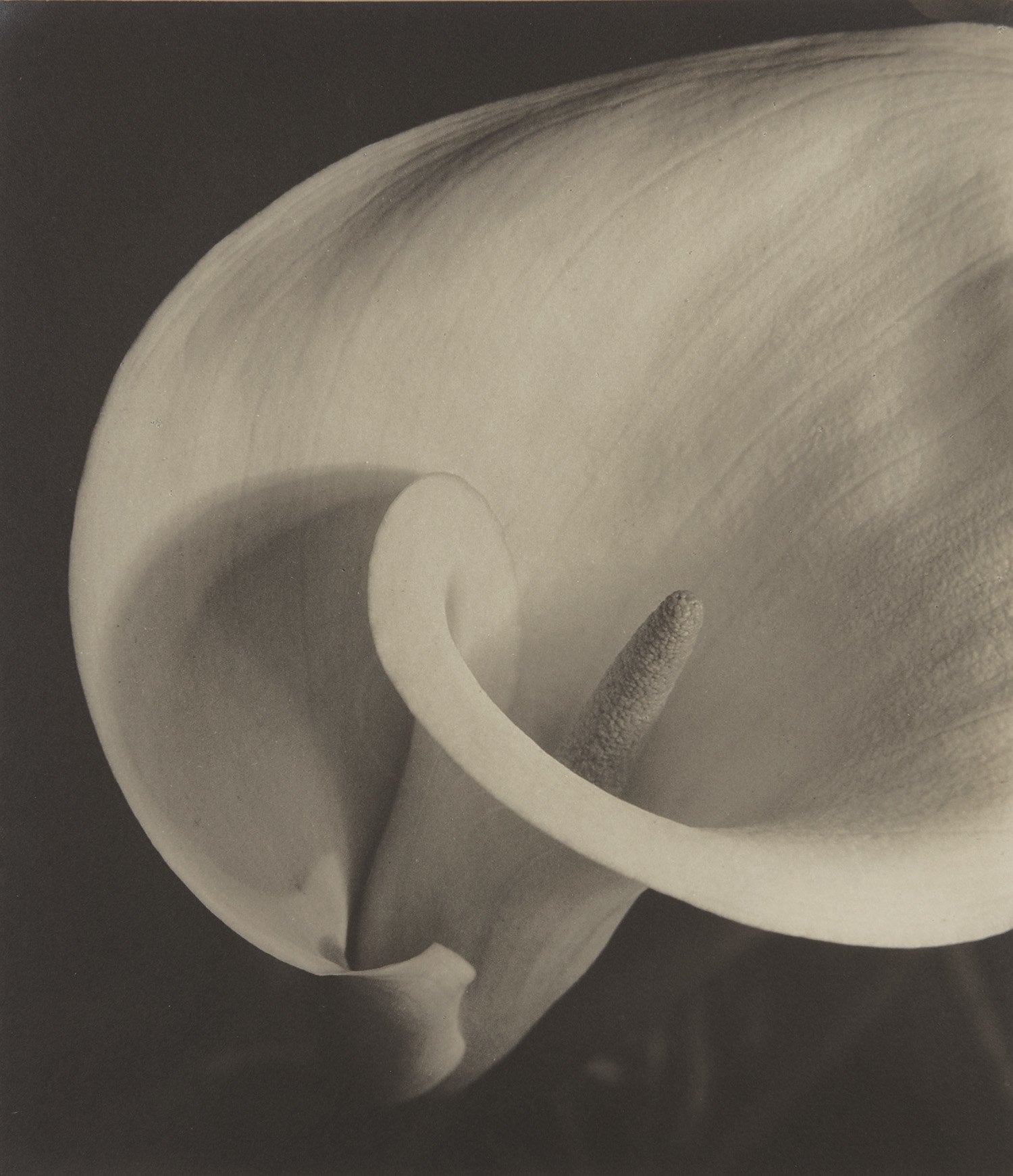 Imogen Cunningham Passion & Humanity: The Susie Tompkins Buell