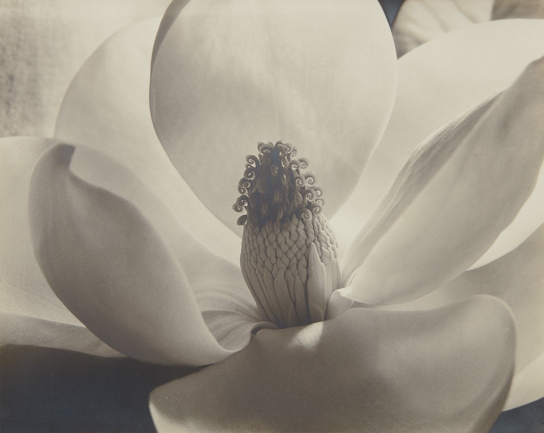 Imogen Cunningham Passion & Humanity: The Susie Tompkins Buell