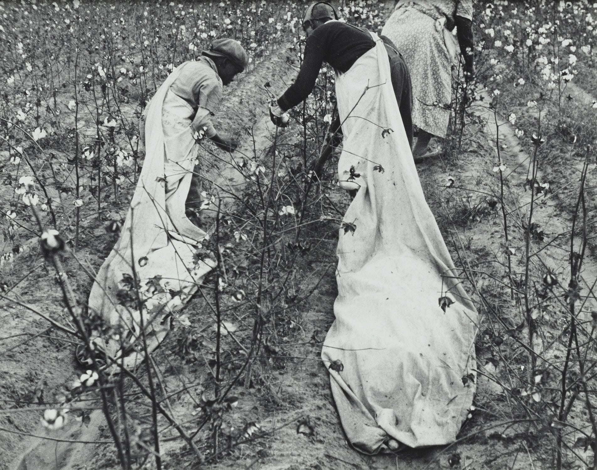 Robert Adams Photographs from the Martin Z. Margulies Foundation