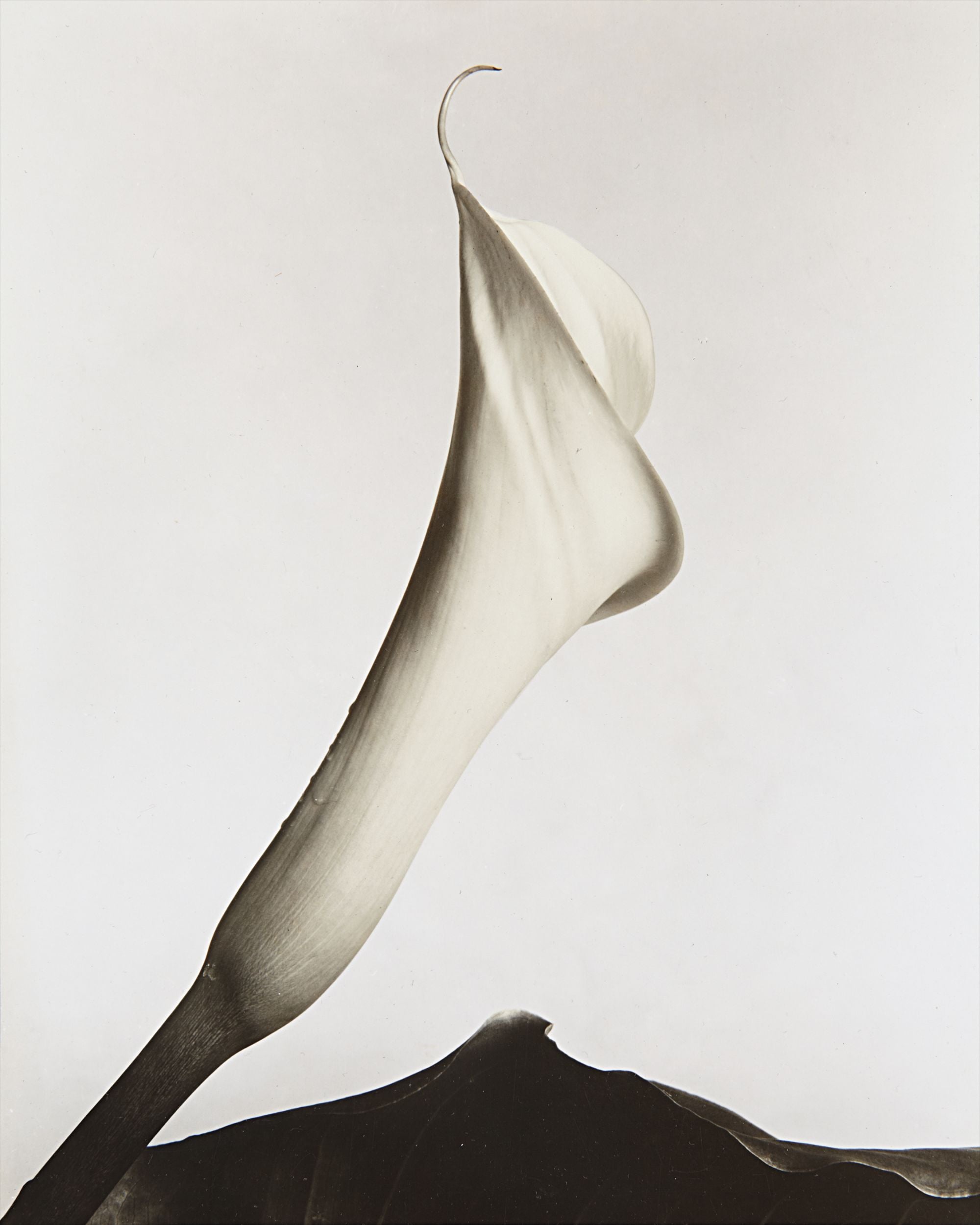 Mother's Days　Imogen Cunningham Imogen Cunningham Important Photographs from the Collection of Dr