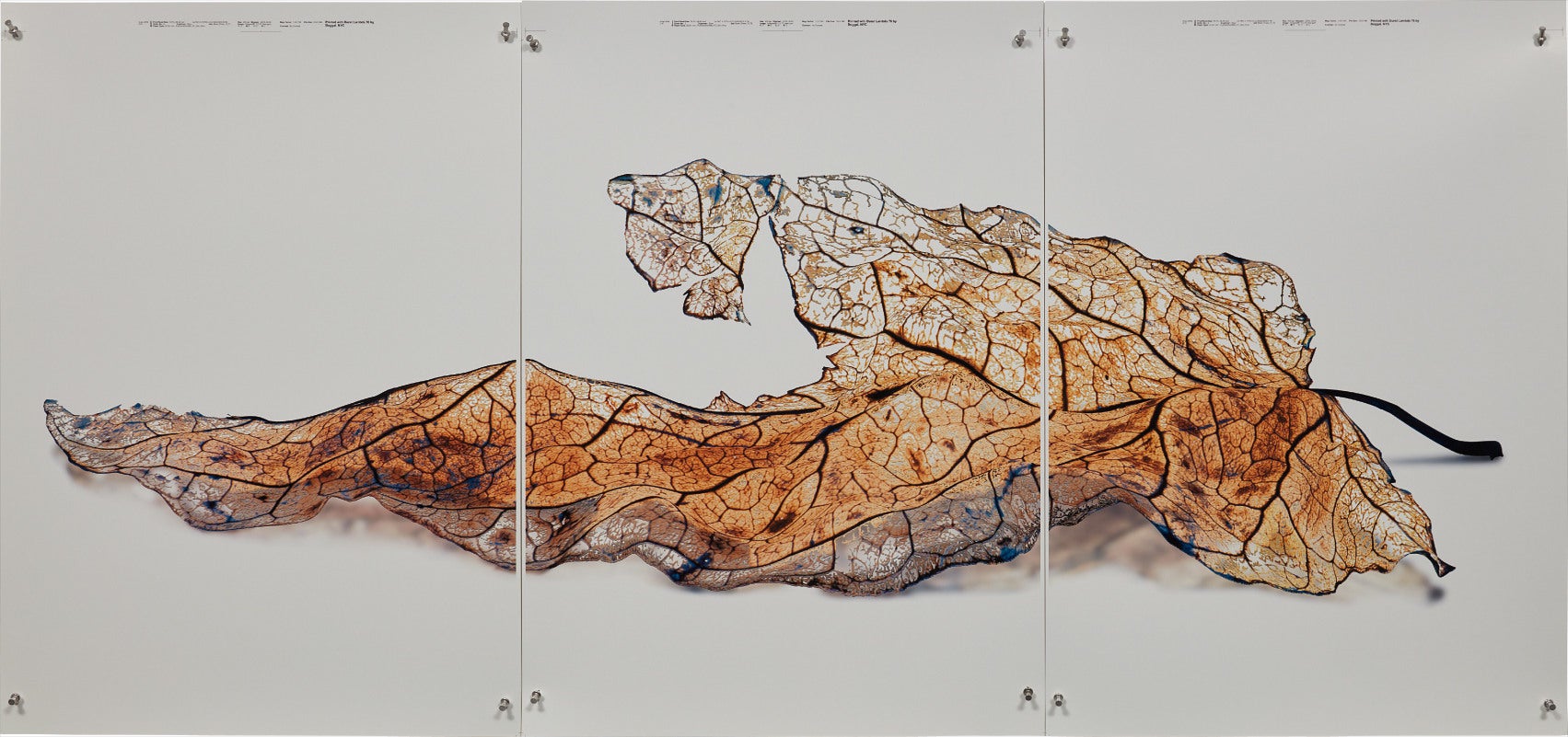 Doug Starn and Mike Starn: Works for Sale, Upcoming Auctions