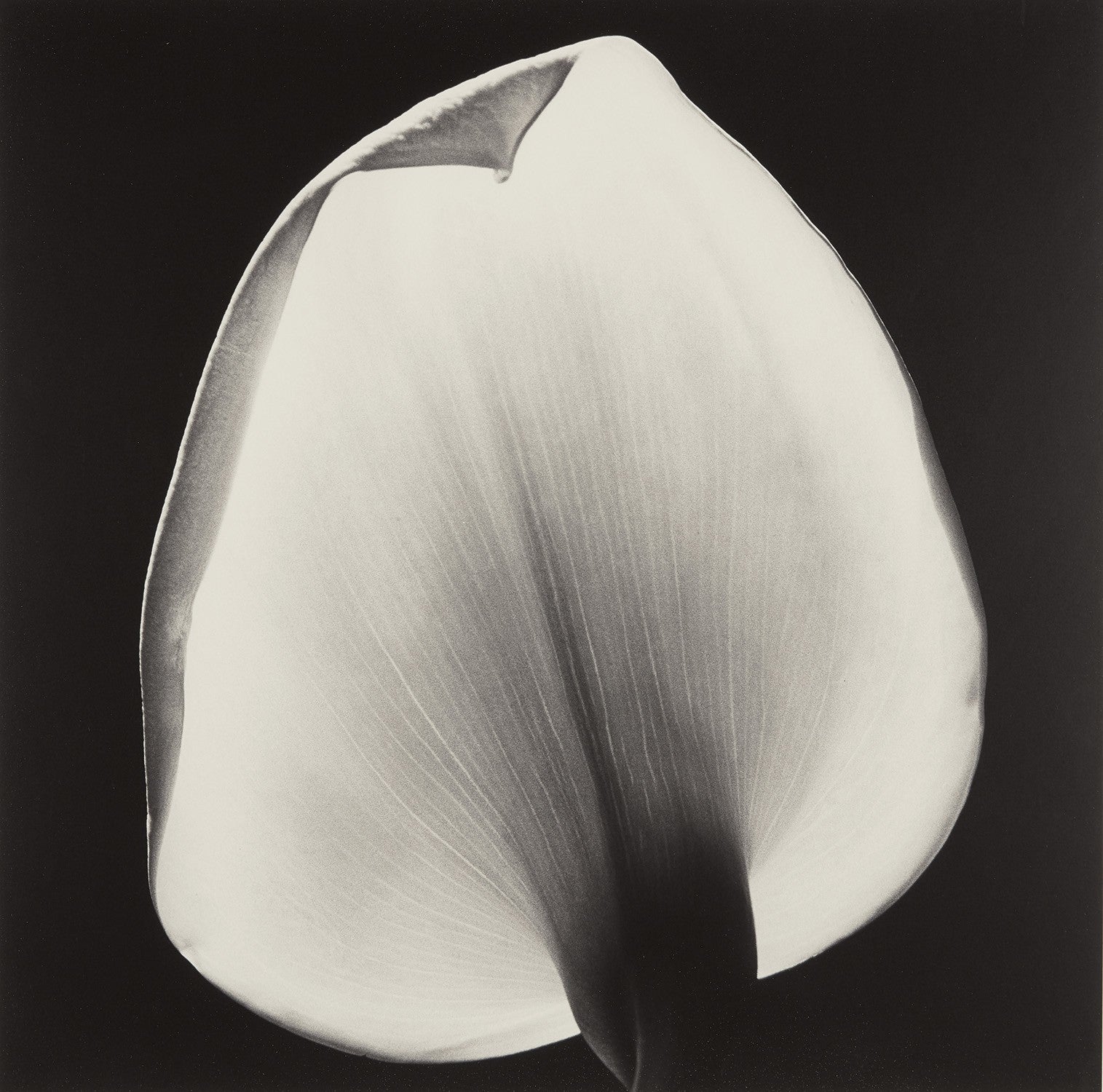 Robert Mapplethorpe Photographs