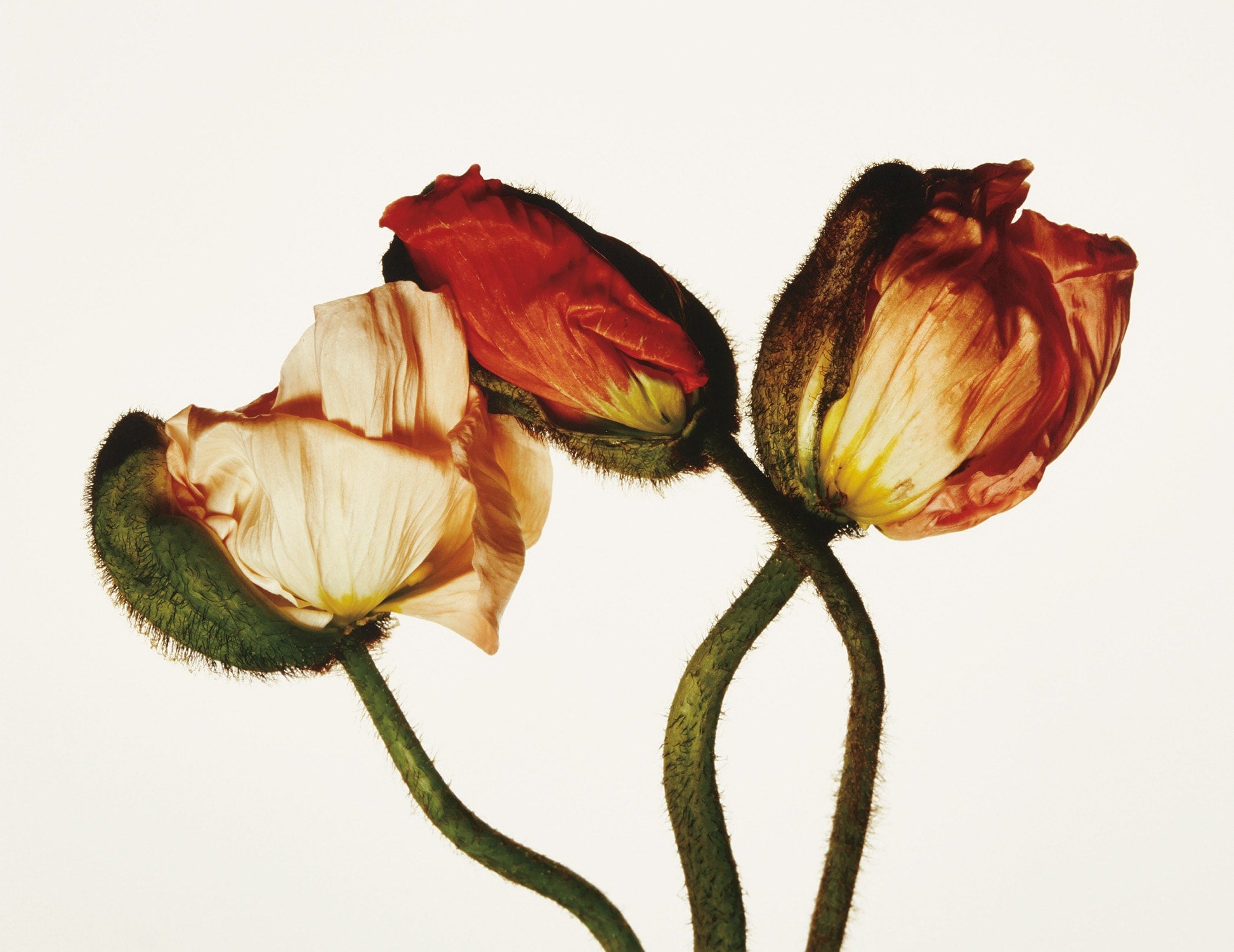 Irving Penn Photographs
