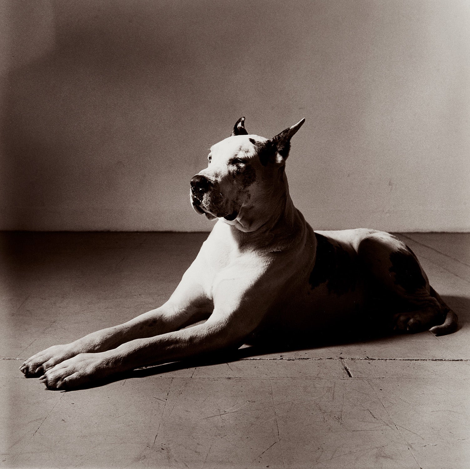 Peter Hujar Photographs