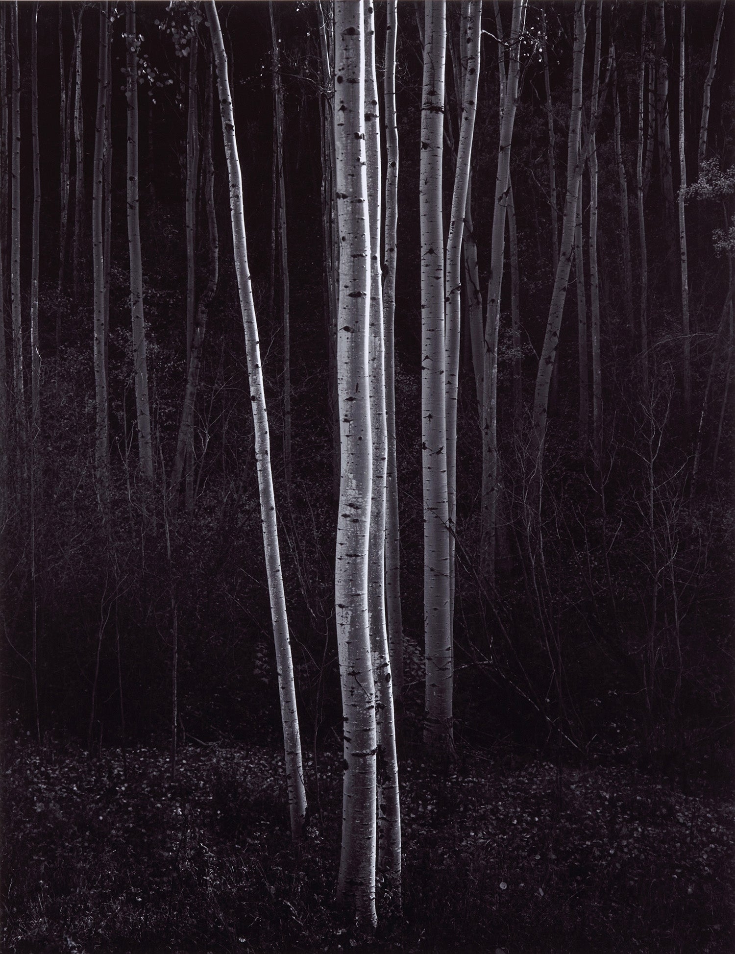Aspens, Northern New Mexico