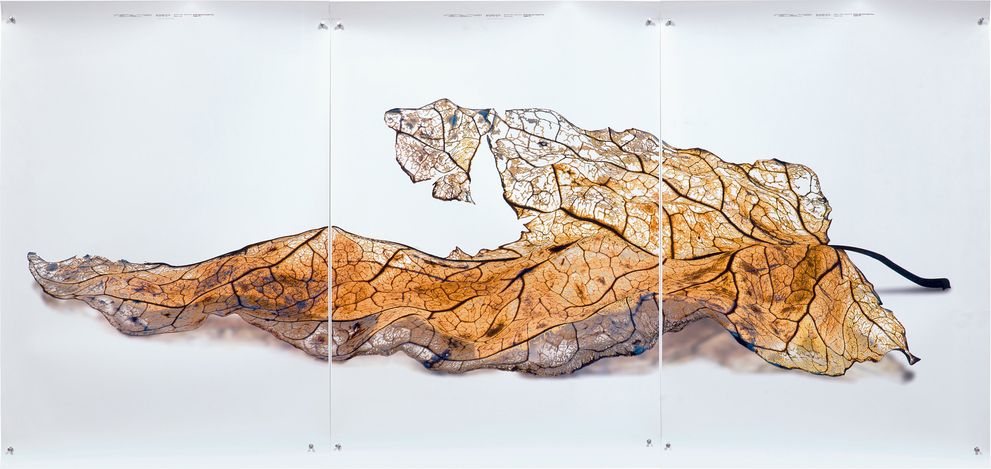 Doug Starn and Mike Starn: Works for Sale, Upcoming Auctions