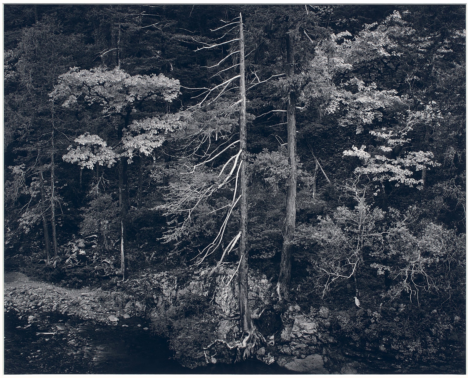 Forest and Stream, Northern California