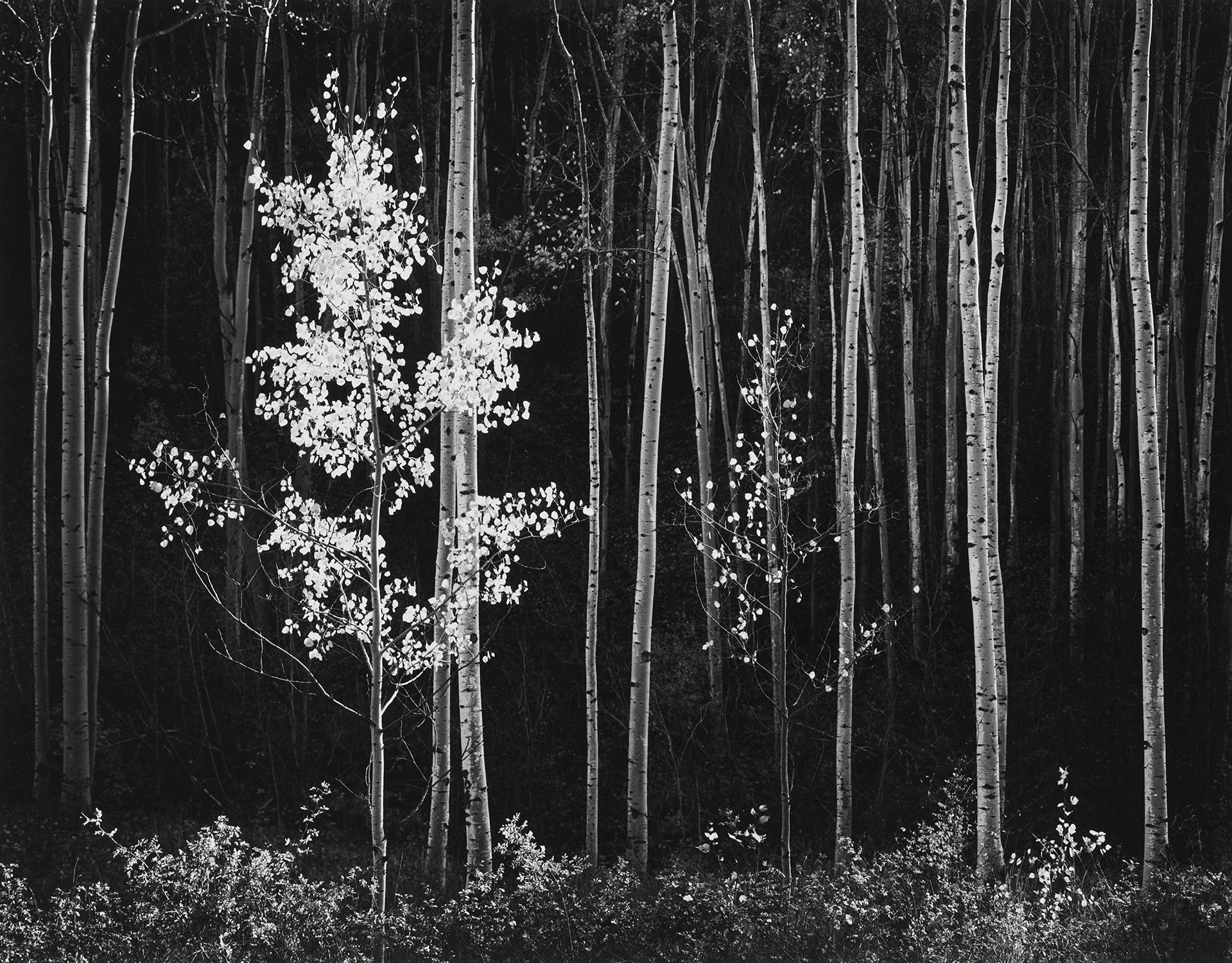 Aspens, Northern New Mexico