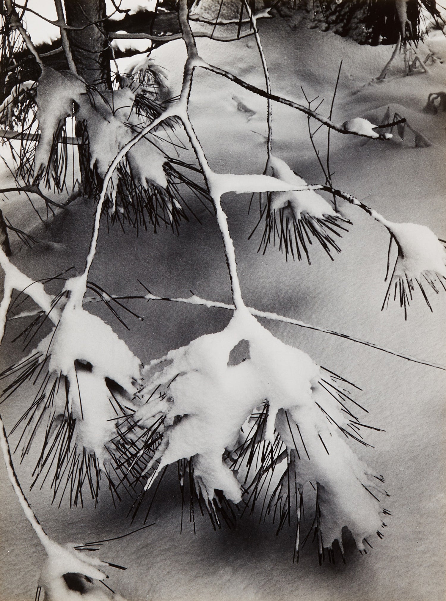 Branches in Snow