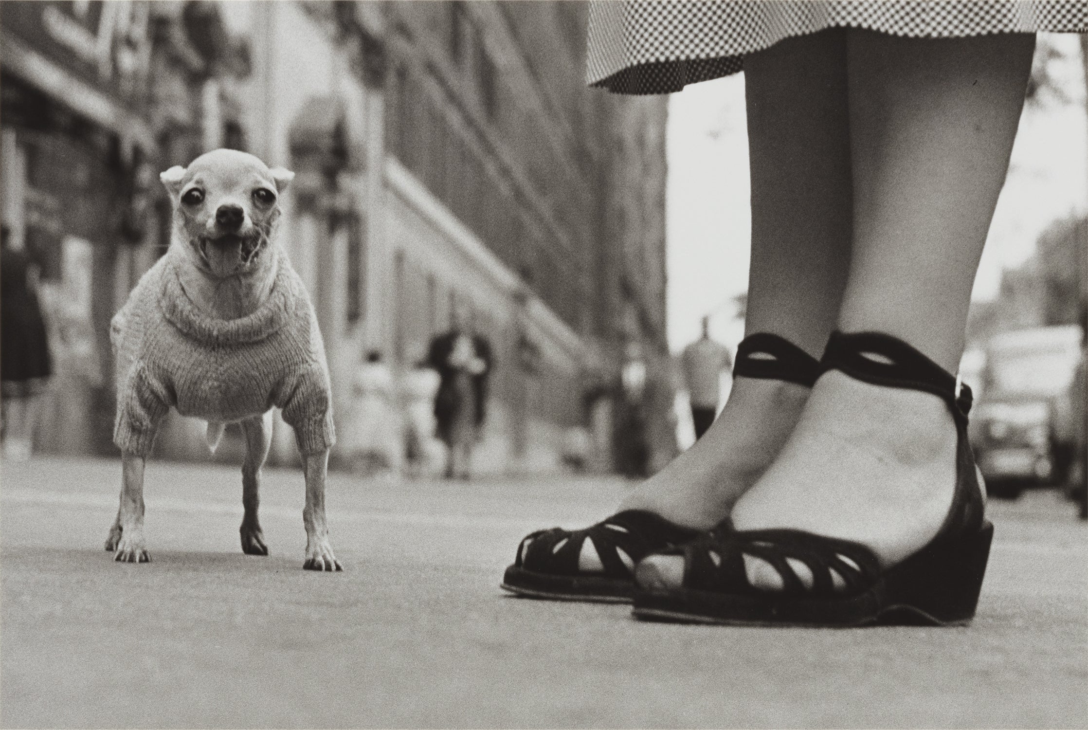 Elliott Erwitt Photographs