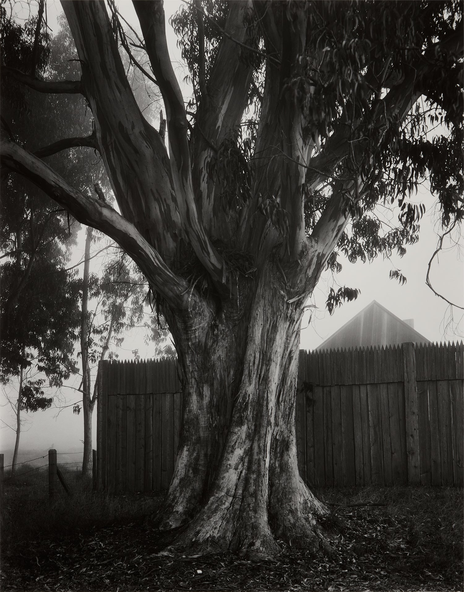 Eucalyptus Tree, Fence, Fort Ross