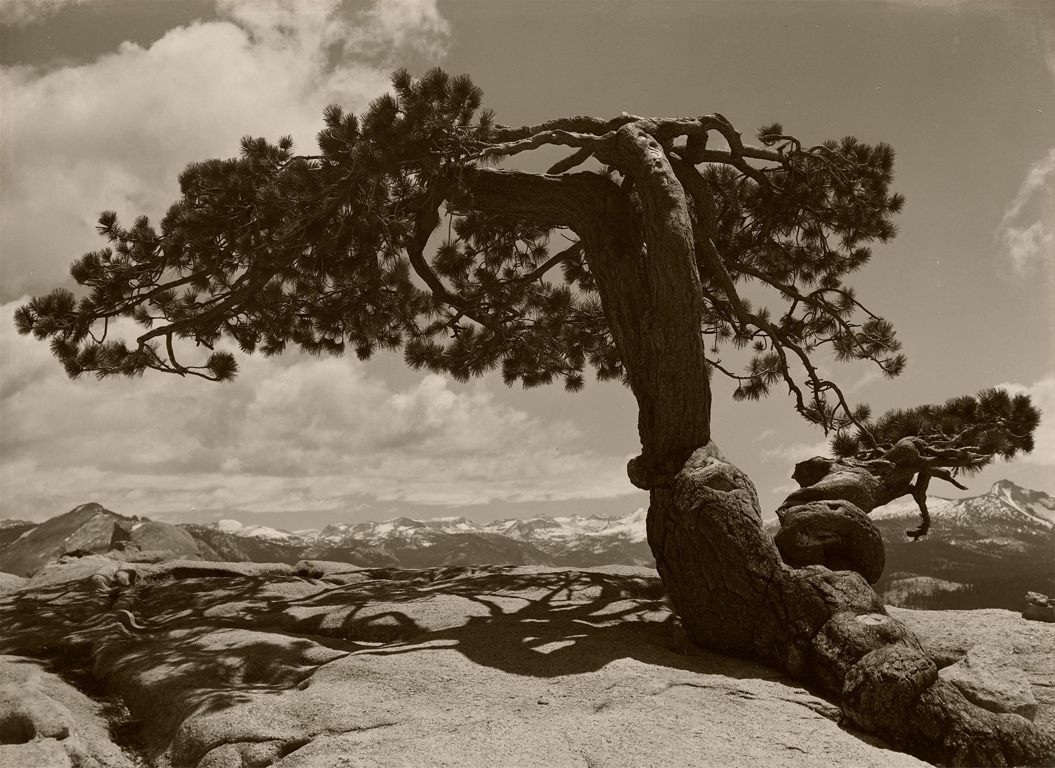 Jeffrey Pine on Sentinel Dome