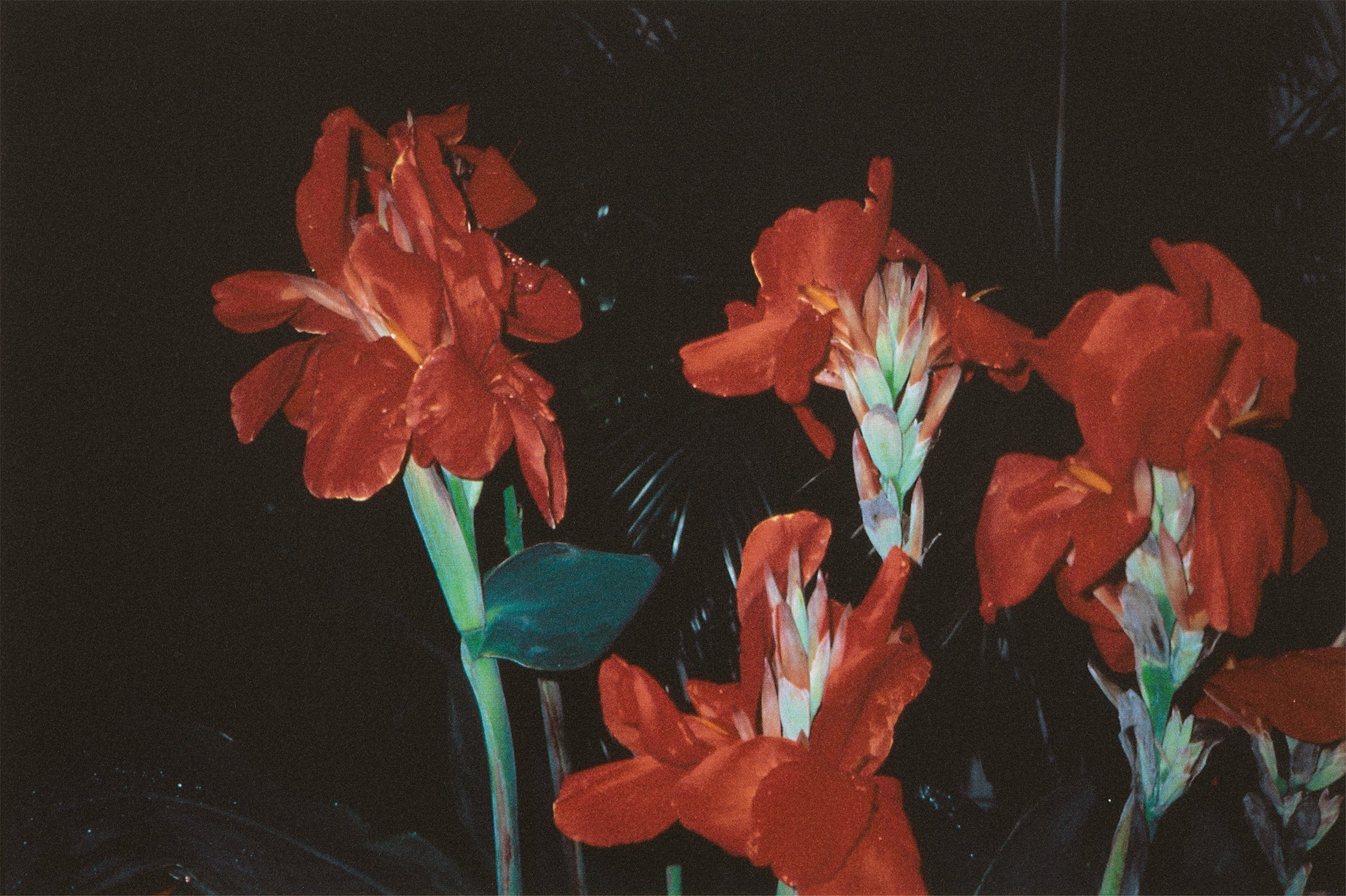 荒木経惟 Nobuyoshi Araki Photographs