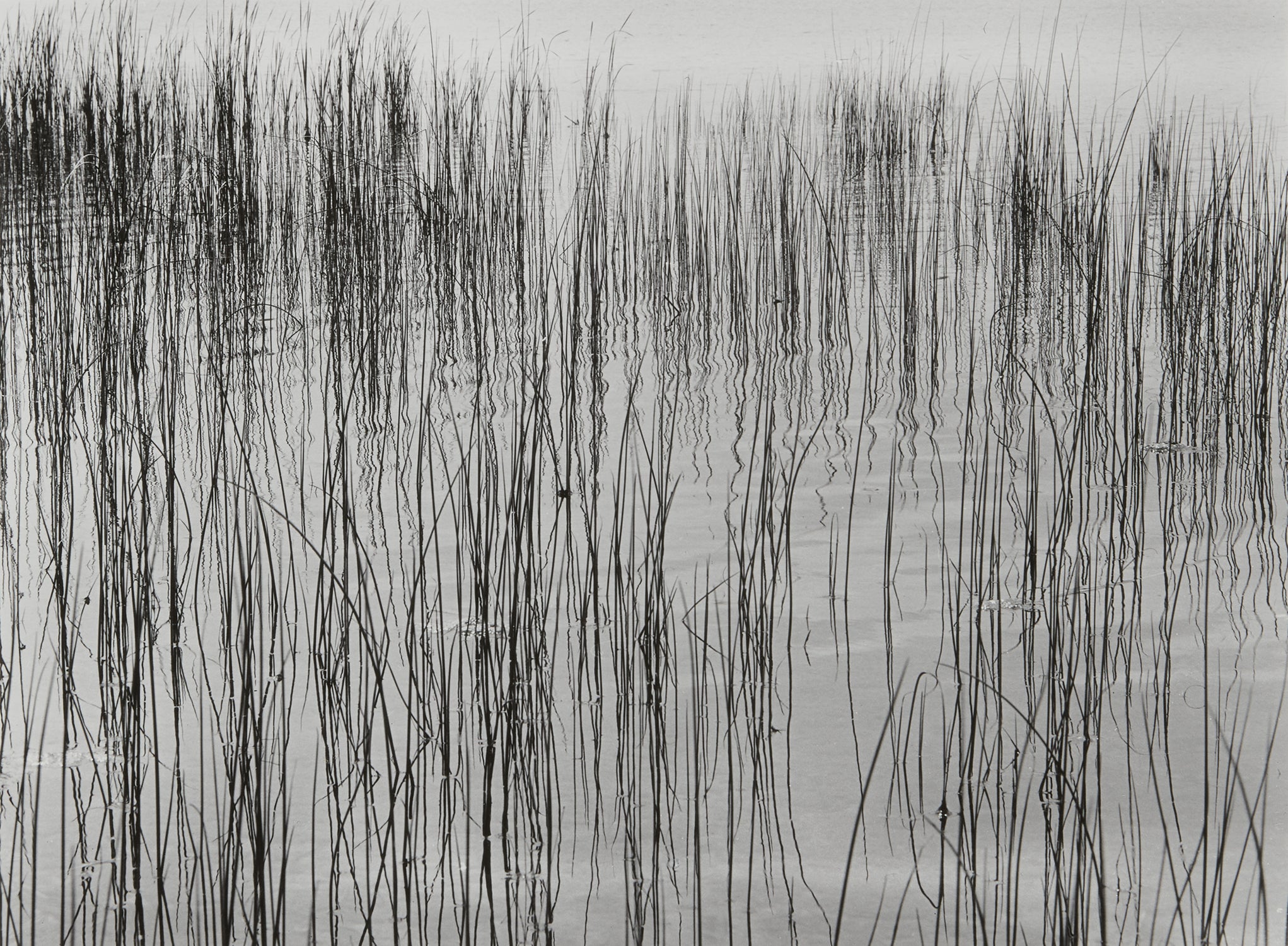 Harry Callahan Photographs