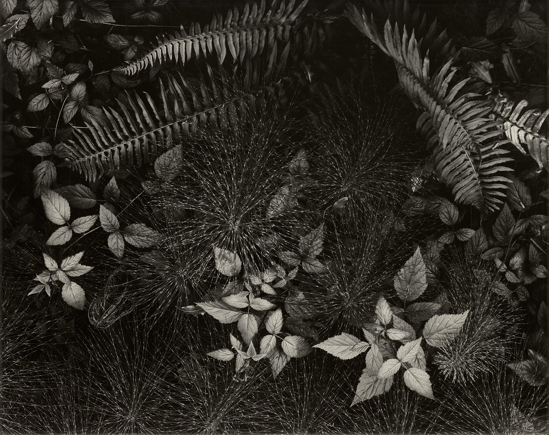 Leaves, Mills College