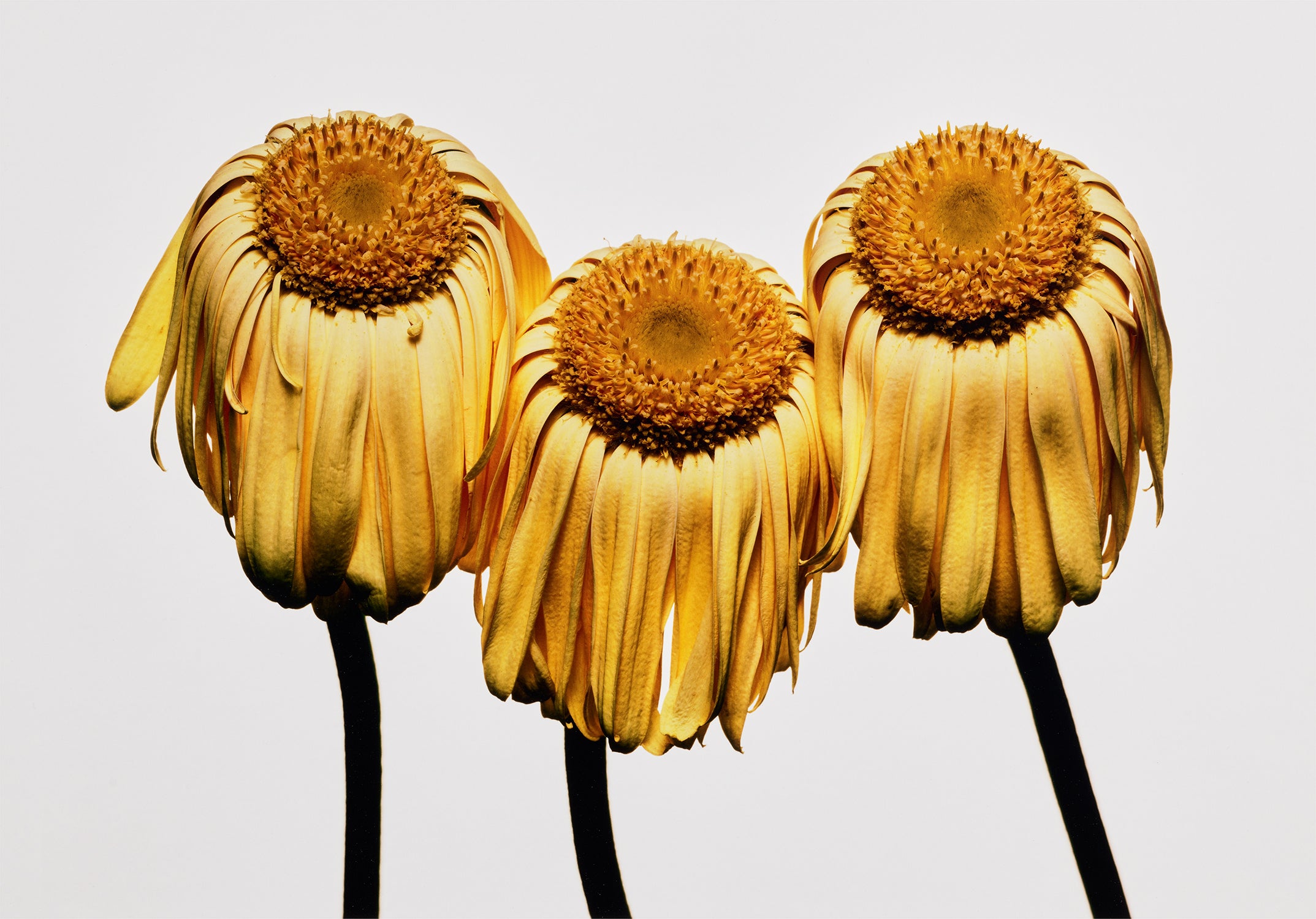 Irving Penn Photographs
