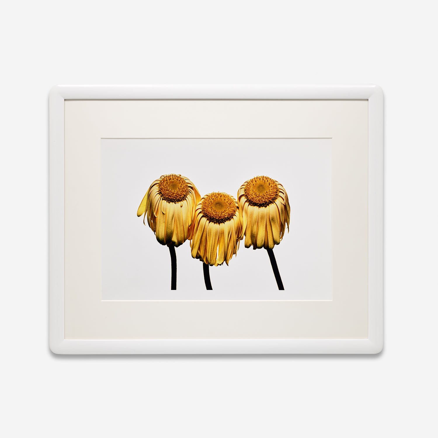 Irving Penn Photographs