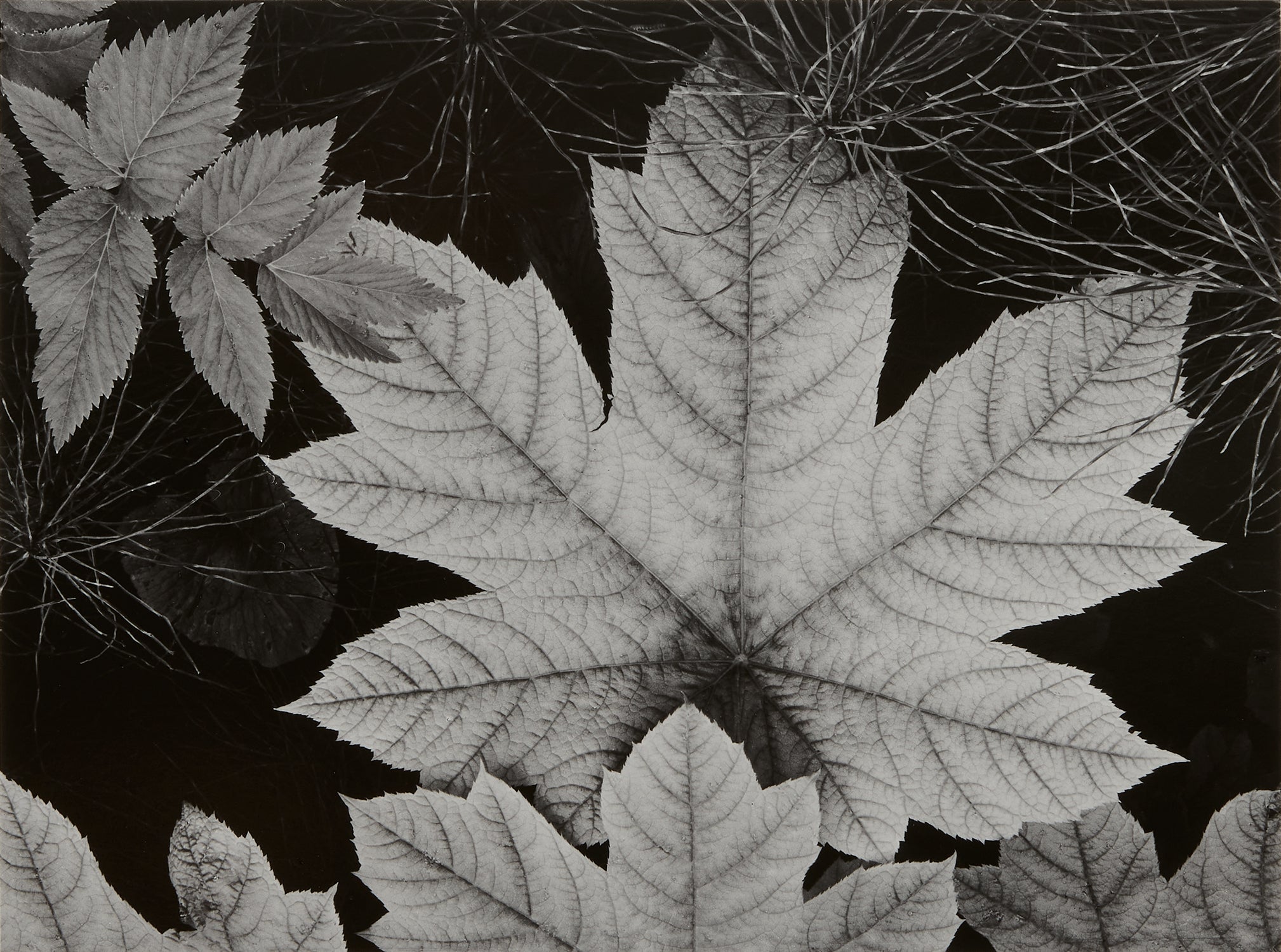 Leaf, Glacier Bay National Monument, Alaska