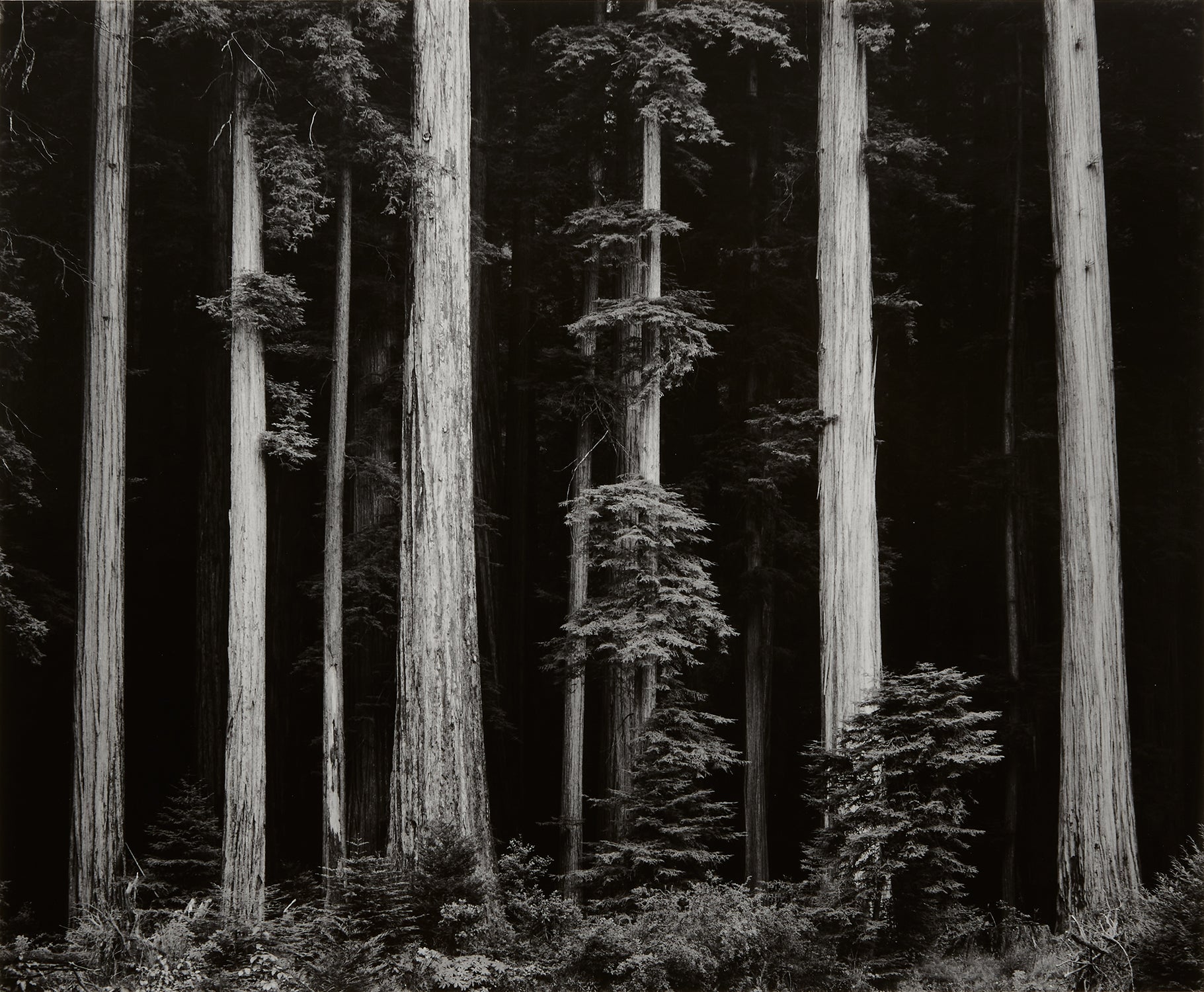 Northern California Coast Redwoods