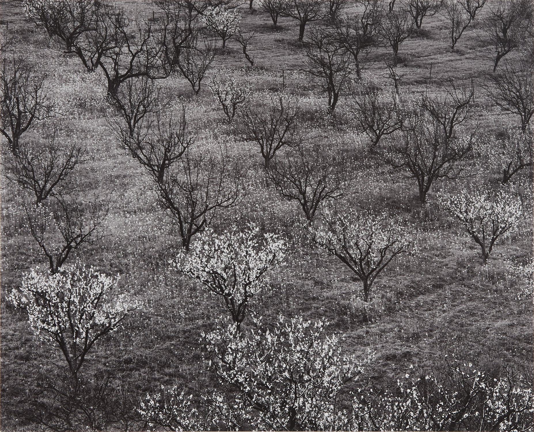 Orchard, Portola Valley, California