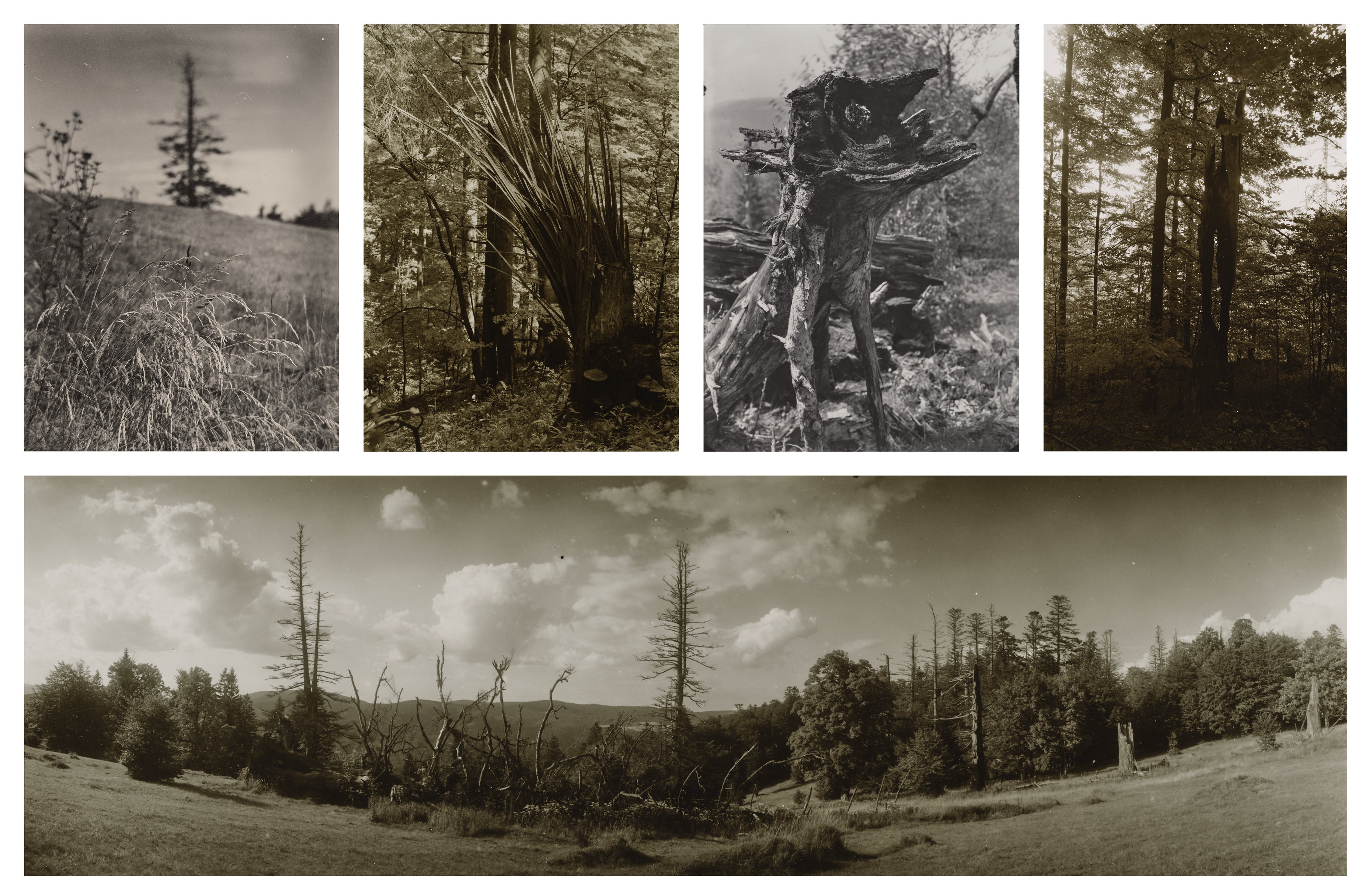 Josef Sudek: Works for Sale, Upcoming Auctions & Past Results