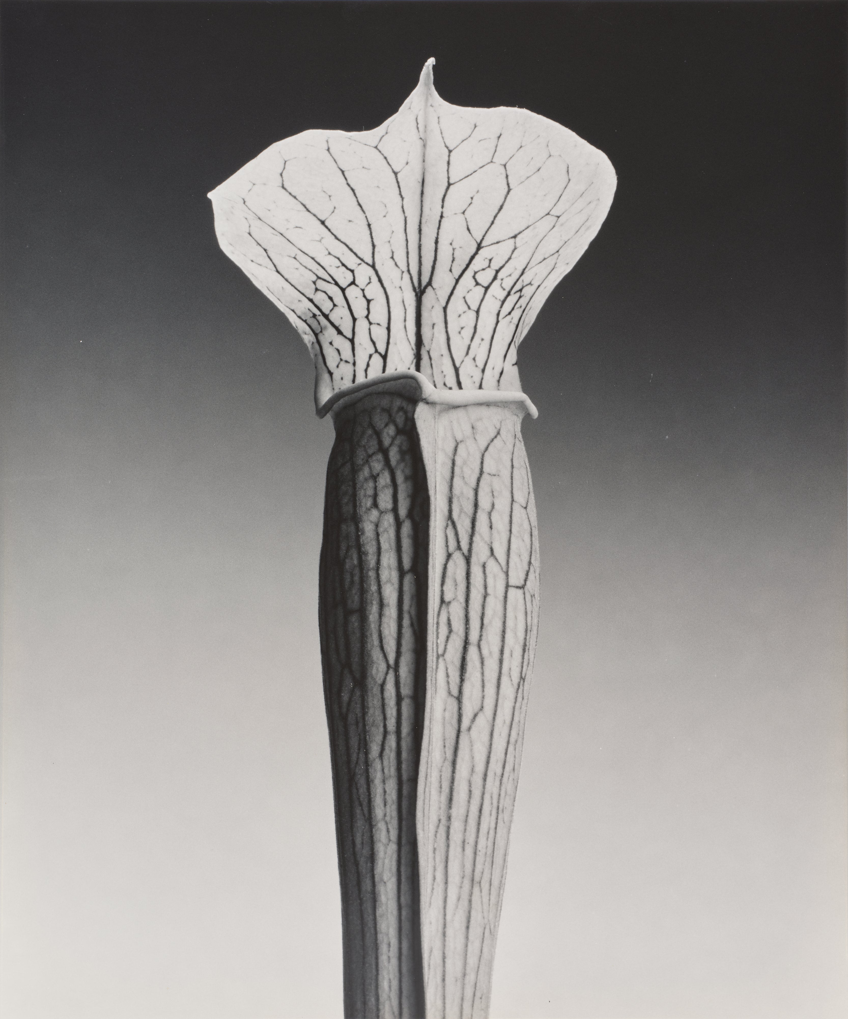 Robert Mapplethorpe: Works for Sale, Upcoming Auctions & Past Results